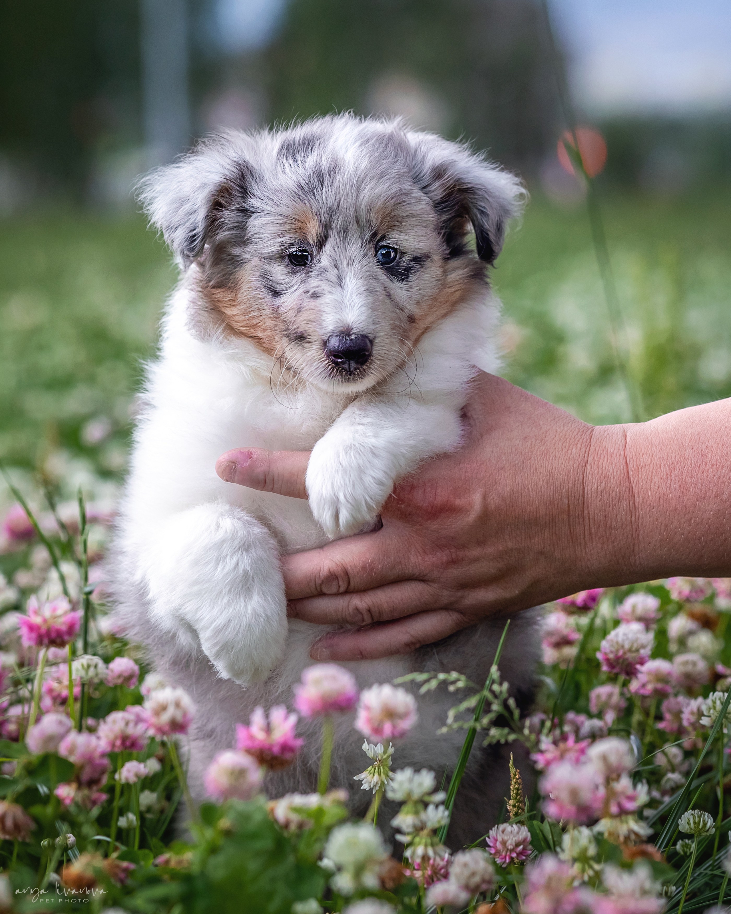 Шелти. Фотограф анималист Аня Ливанова | Рыбинск
