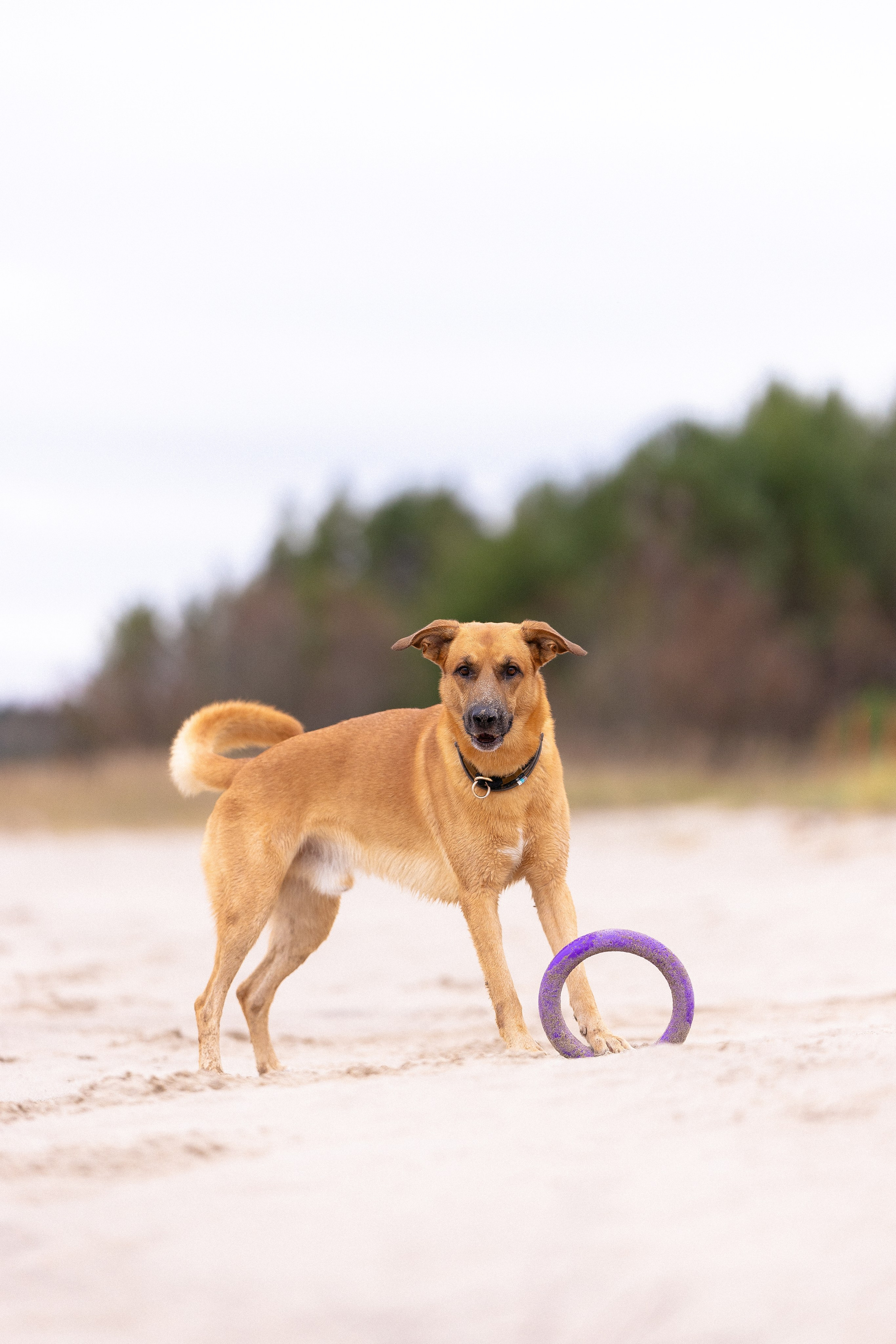 Karelia. Фотограф и видеограф анималист Аганина Дарья