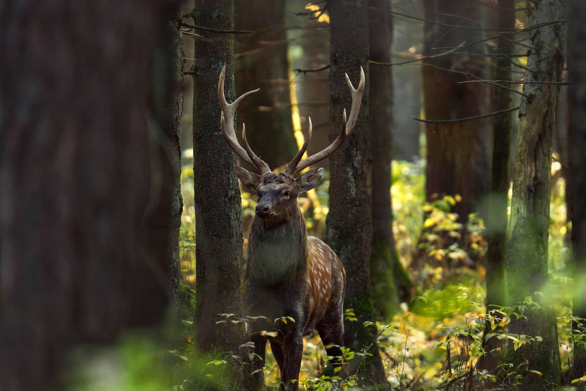 Животные. Ваш личный фотограф Марина Волкова