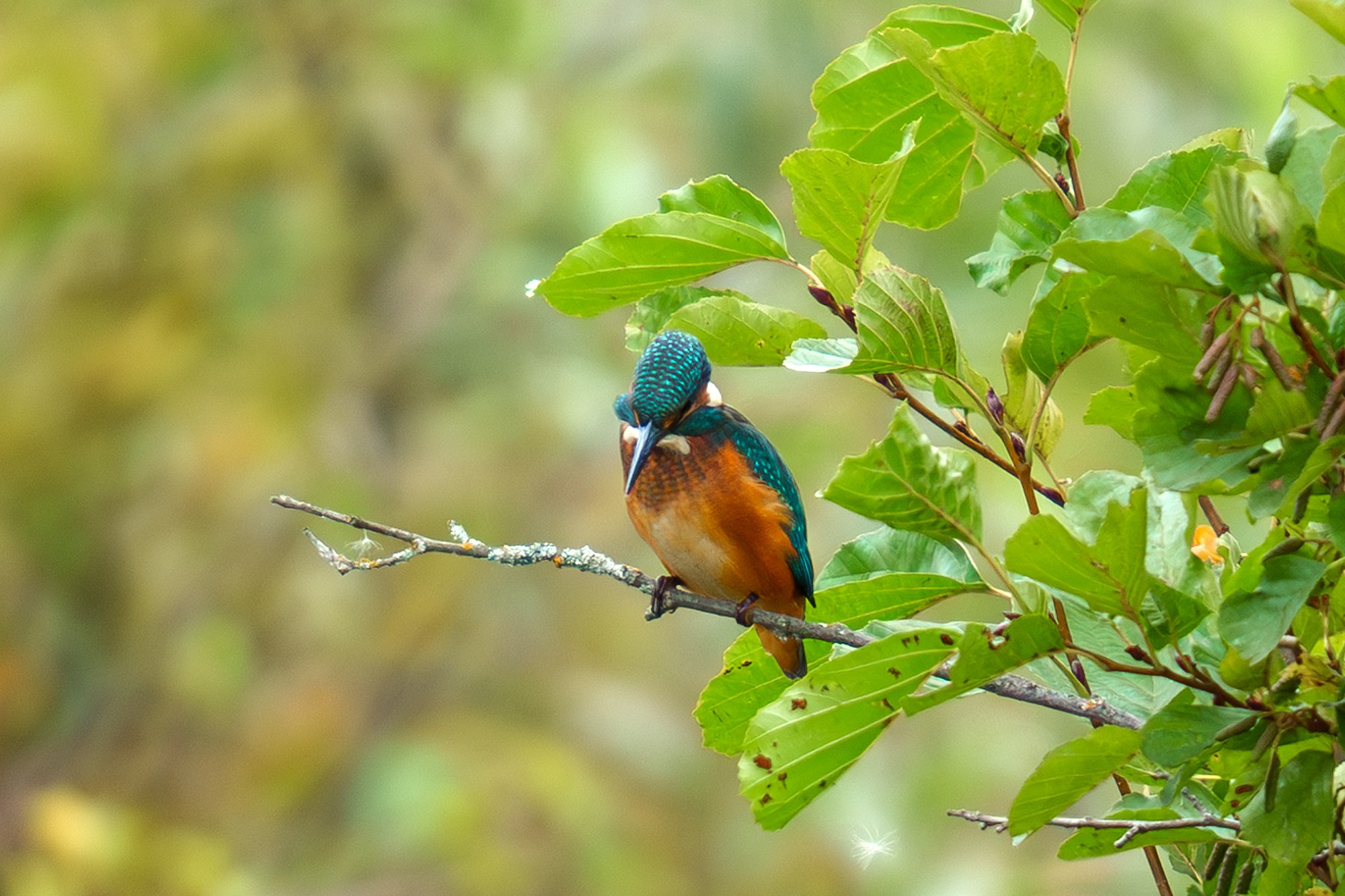 Удивительные мир птиц. Вокруг нас столько прекрасного — присмотритесь!. Ваш личный фотограф Марина Волкова