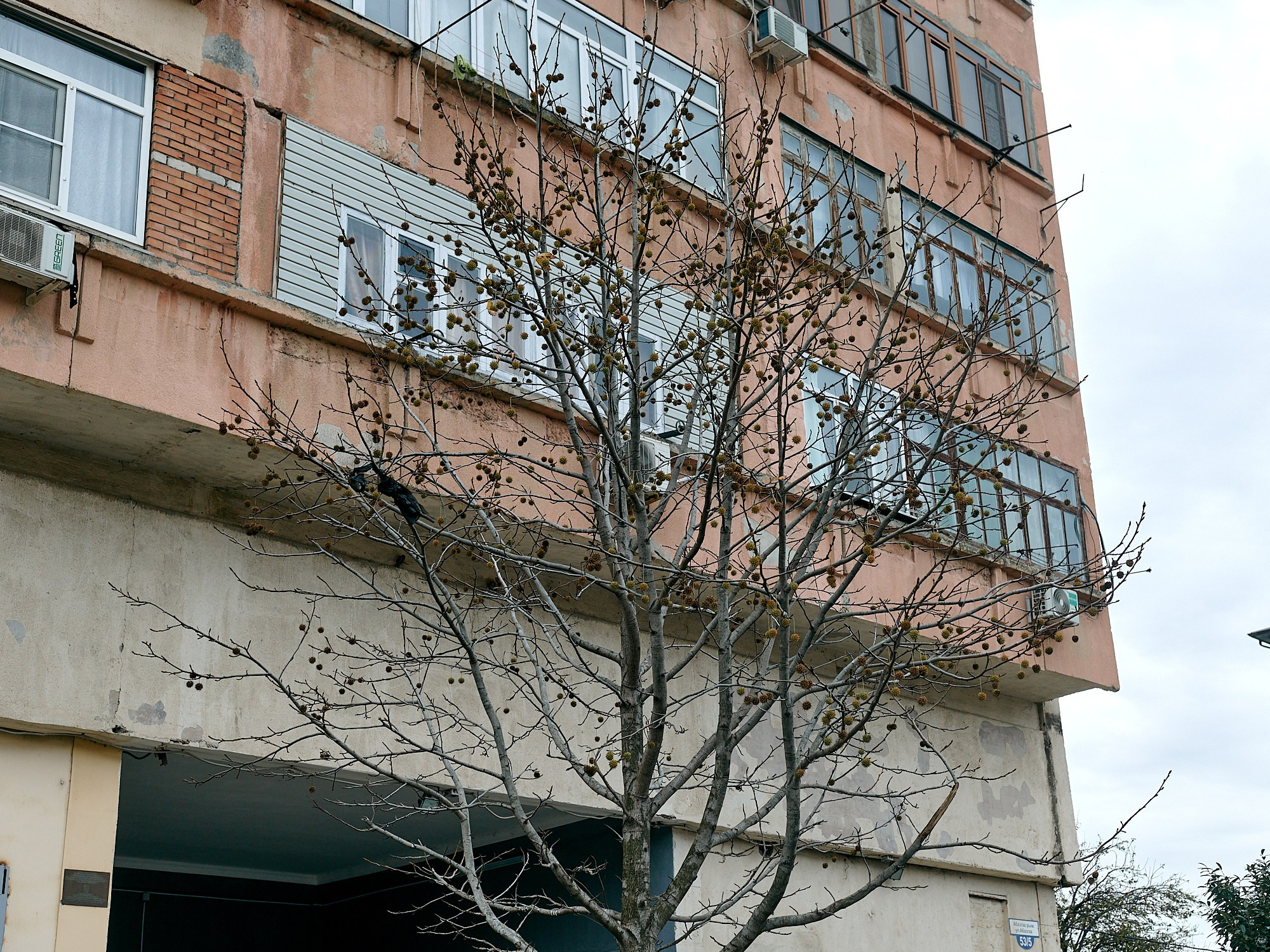 Гагра, Абхазия. Декабрь 2024. Фотографии отовсюду и обо всем