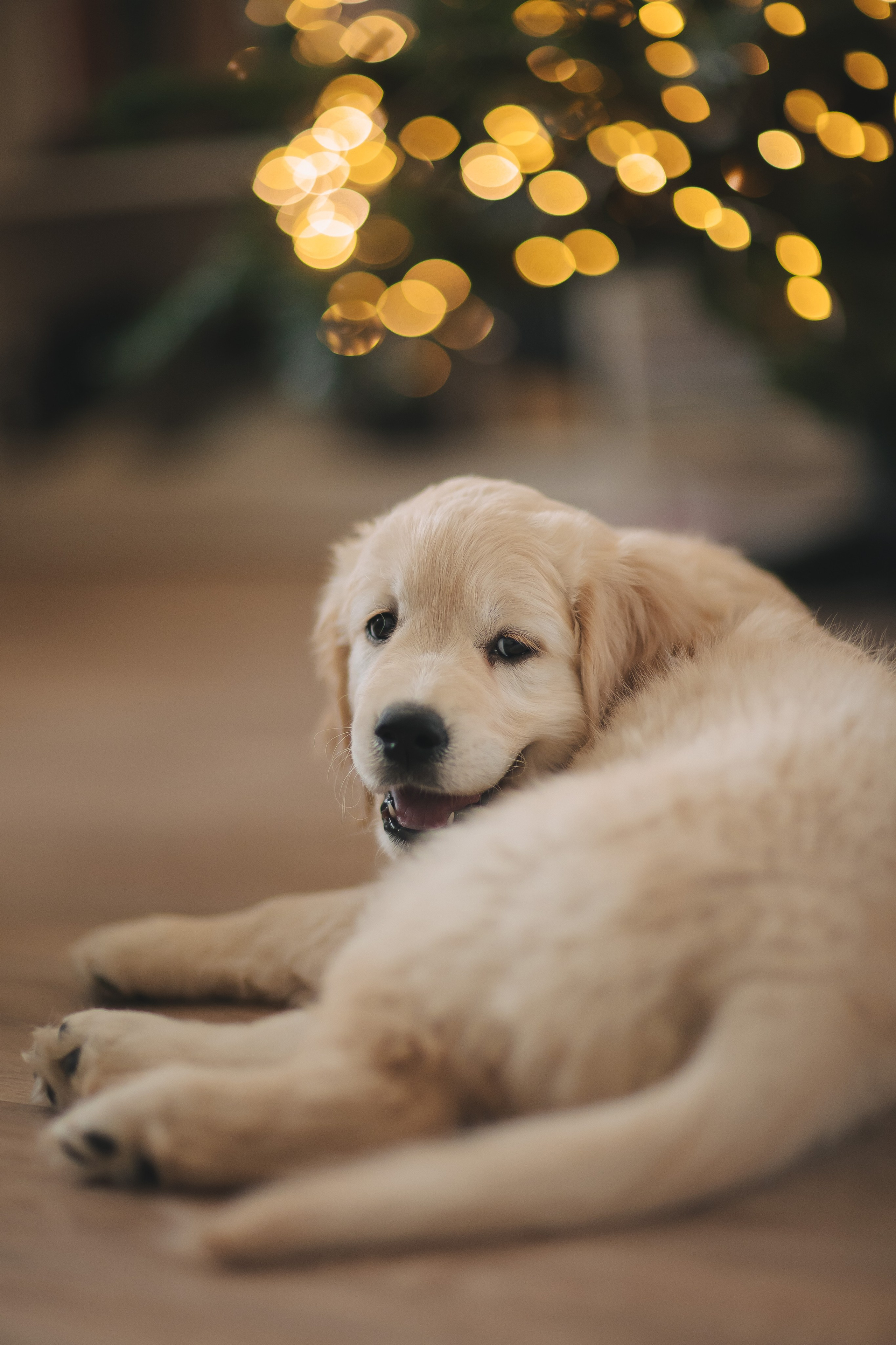 Снежик и Веста, НГ. Свадебный и женский фотограф