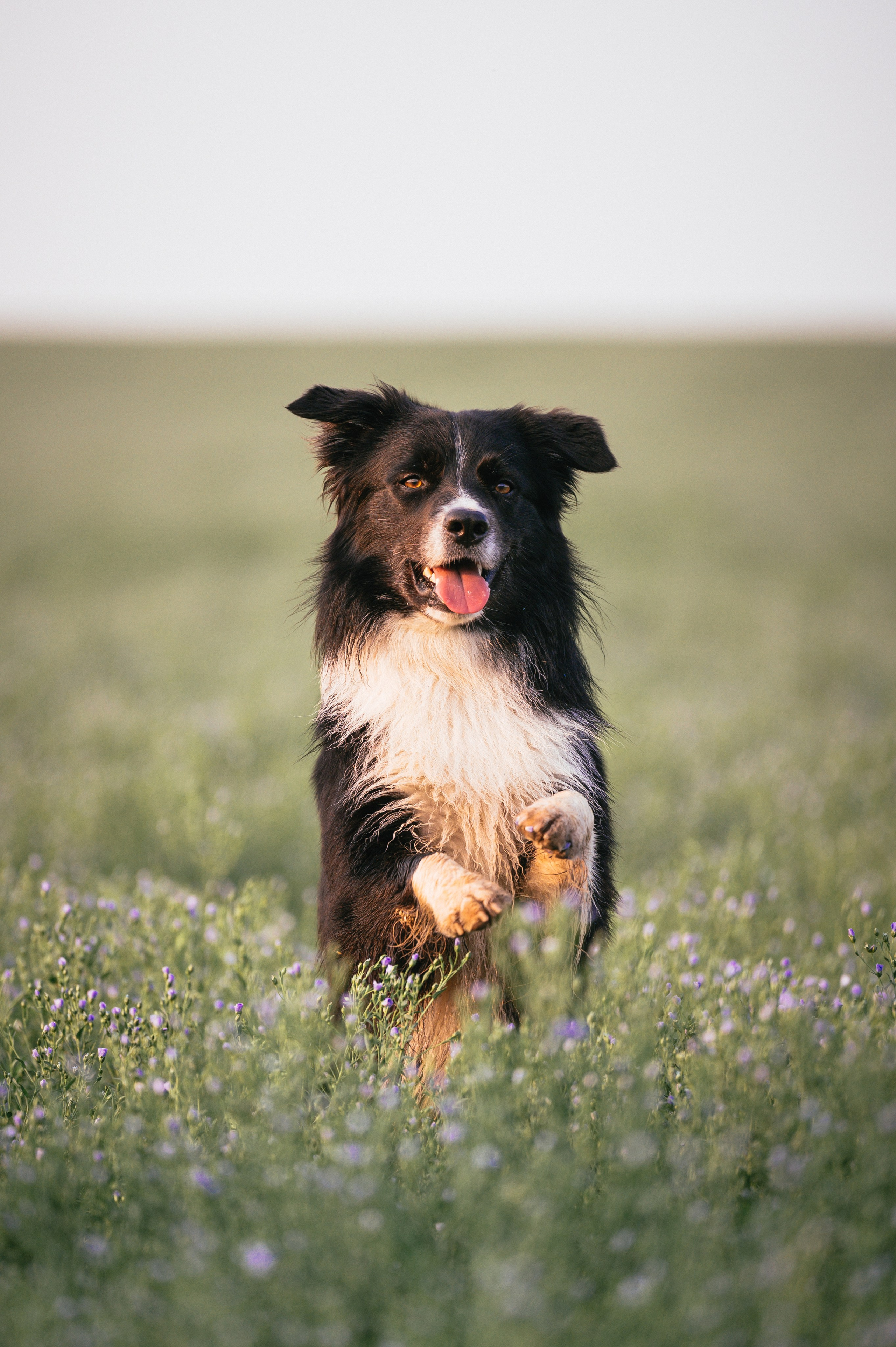 Прогулка на рассвете с бордер-колли. Фотограф в Ростове —на — Дону