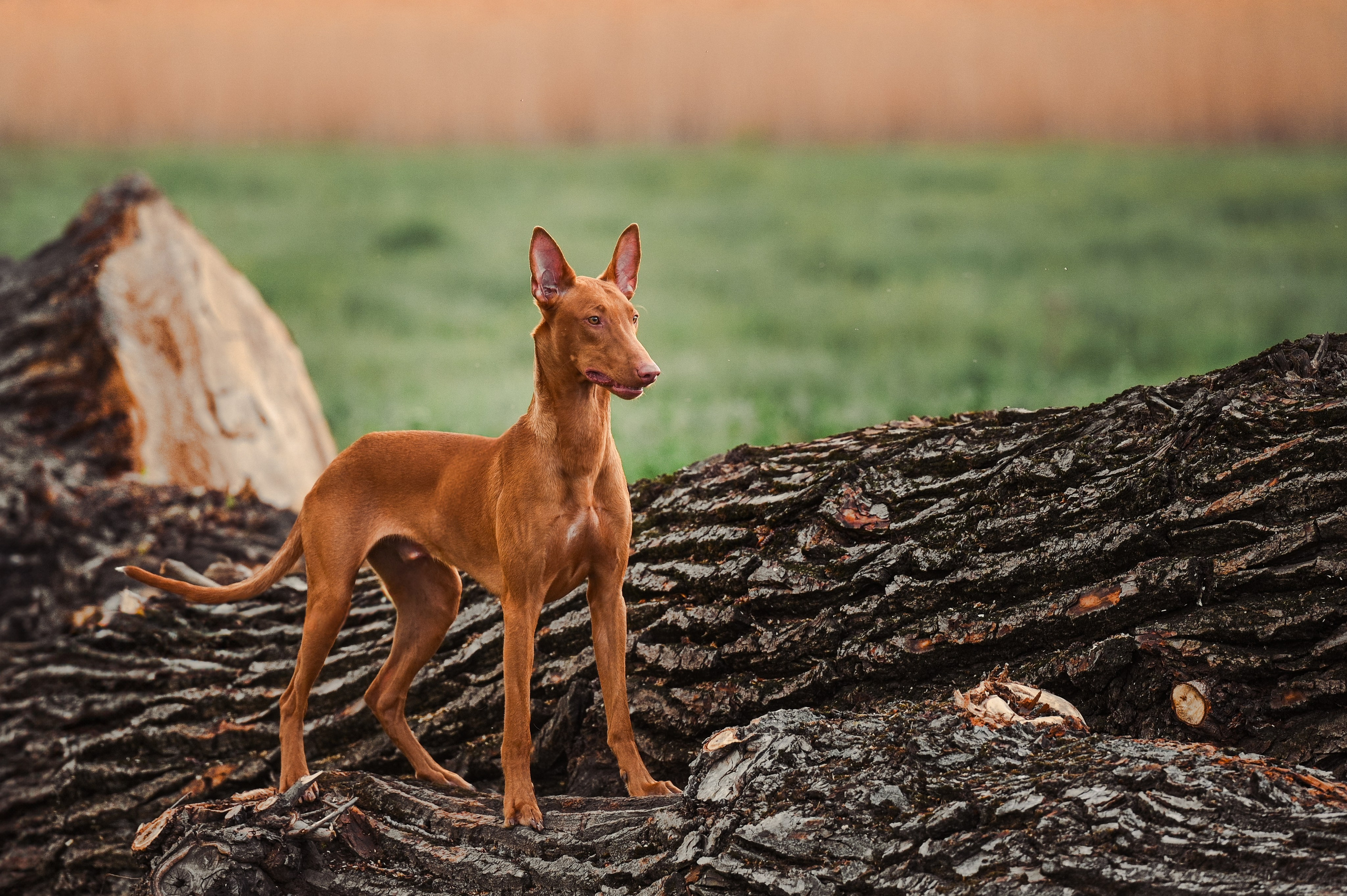 Фараонова собака Ромарио. Фотограф в Ростове —на — Дону