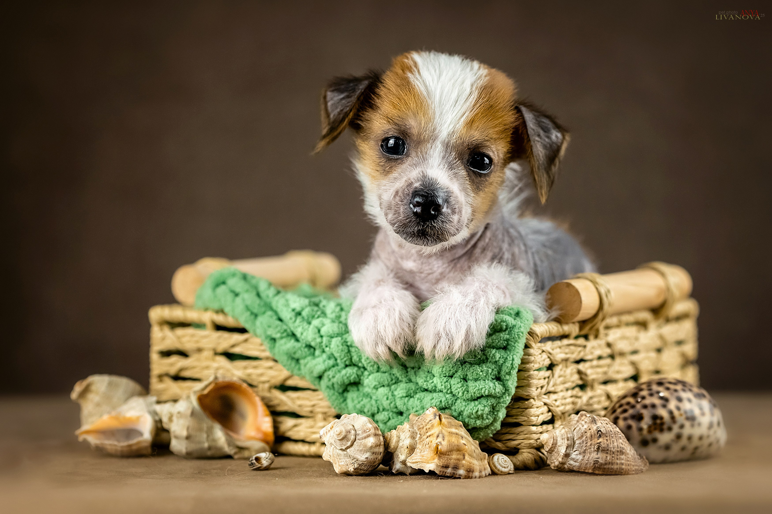 КХС. Фотограф анималист Аня Ливанова | Рыбинск