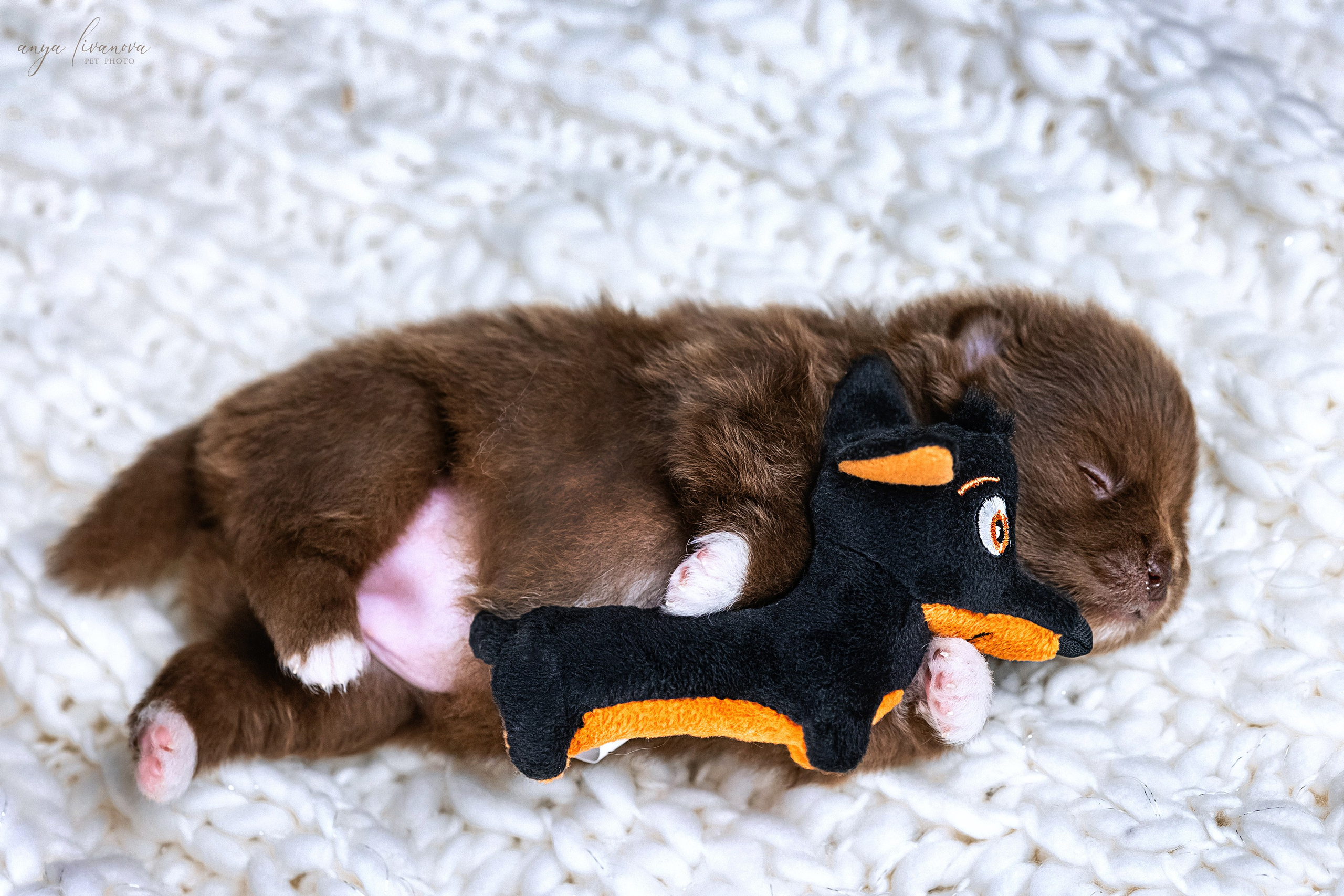 Шпицулики. Фотограф анималист Аня Ливанова | Рыбинск