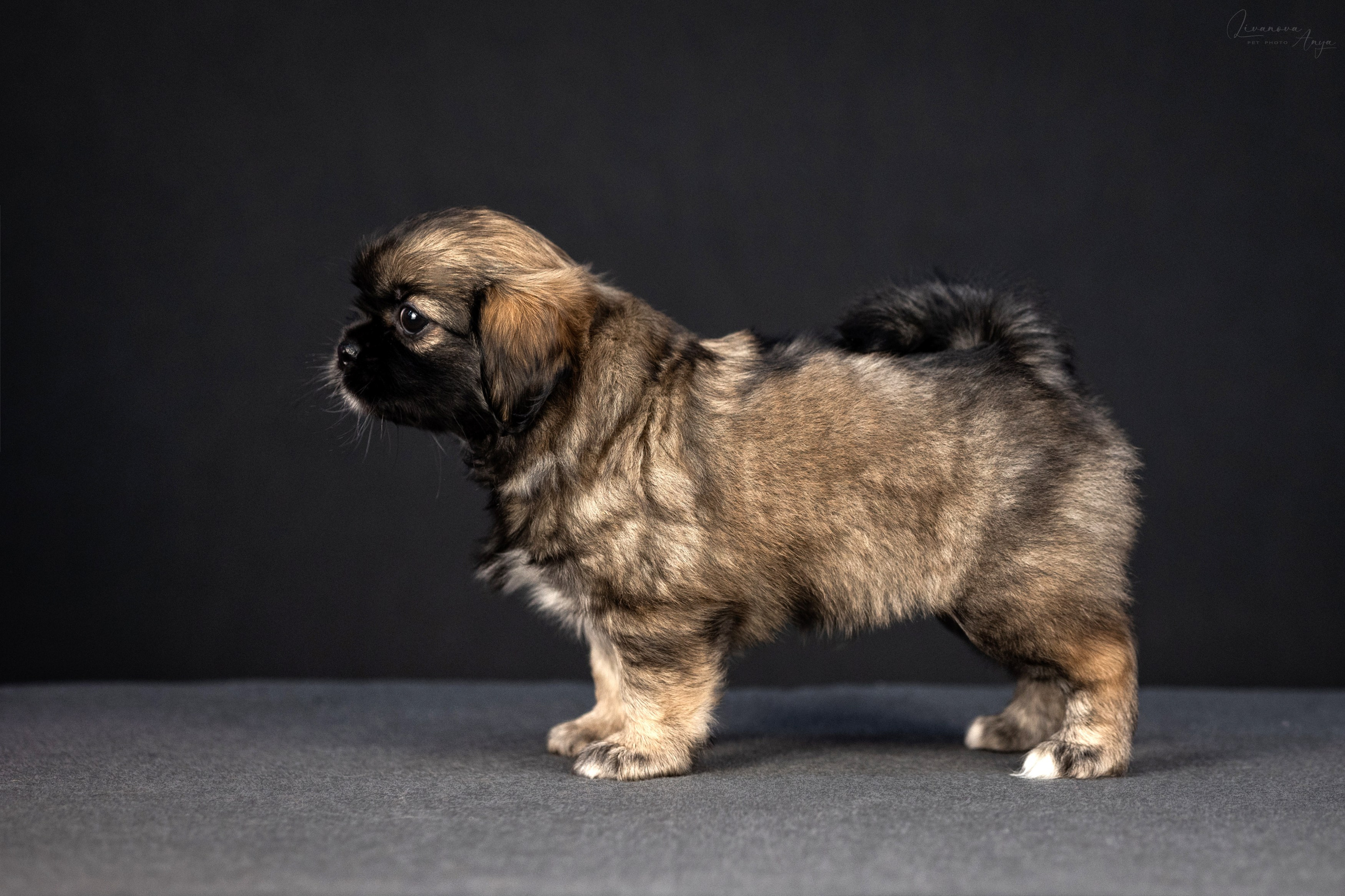 Тибетские спаниели. Фотограф анималист Аня Ливанова | Рыбинск
