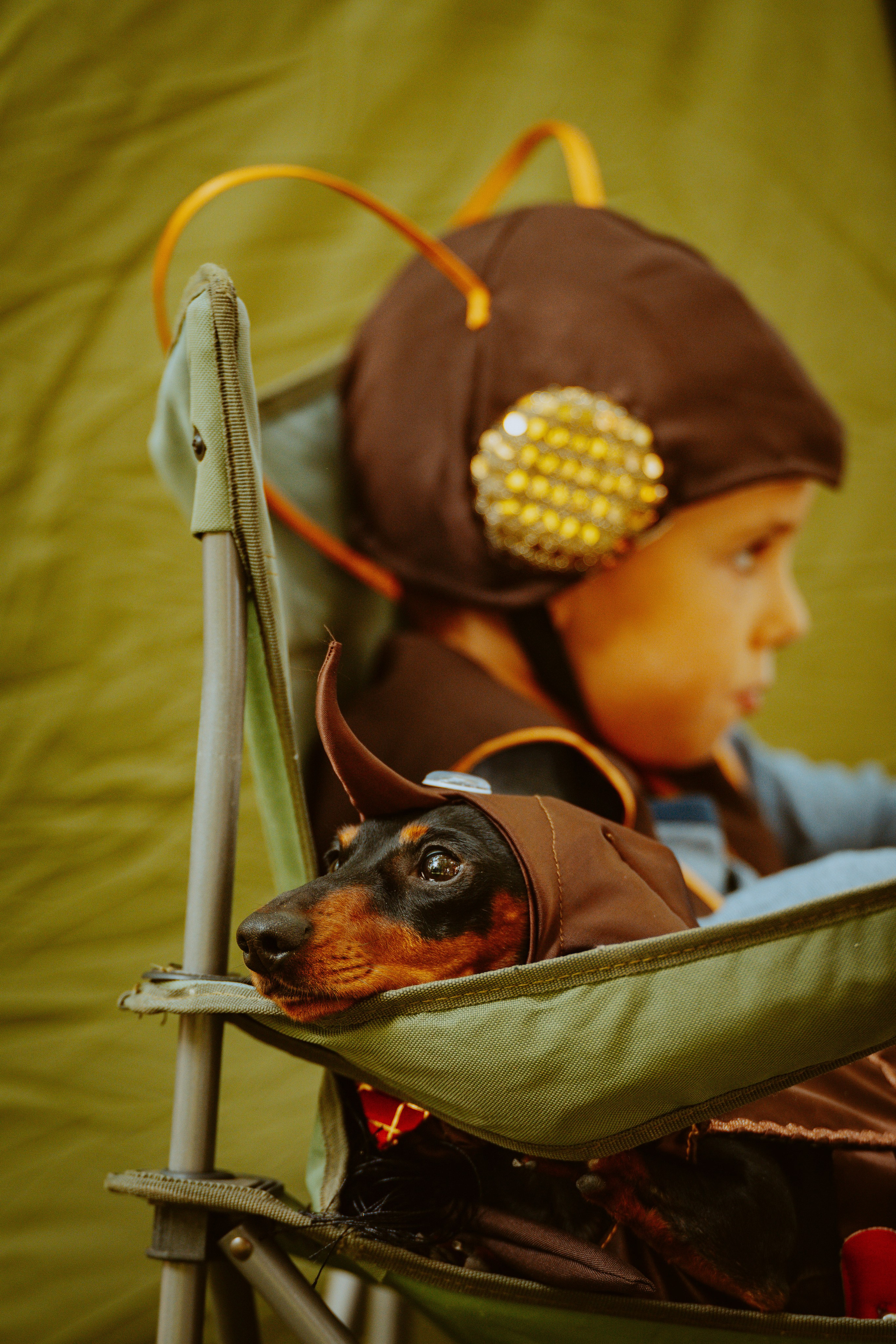 Такспарад. Фотограф анималист в Спб недорого Олеся Майорова