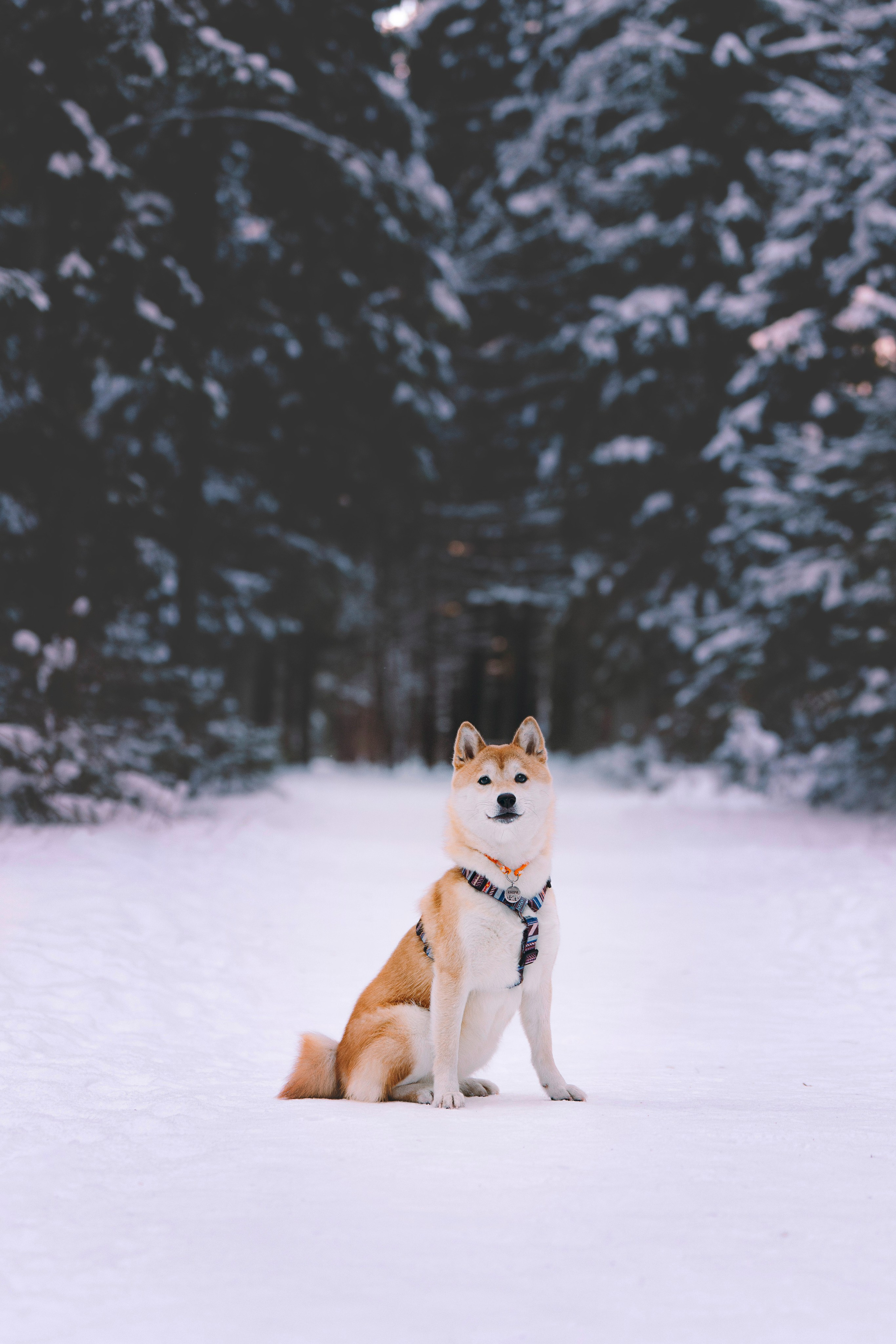 Каори, Анна и Антон. Фотограф анималист в Спб недорого Олеся Майорова