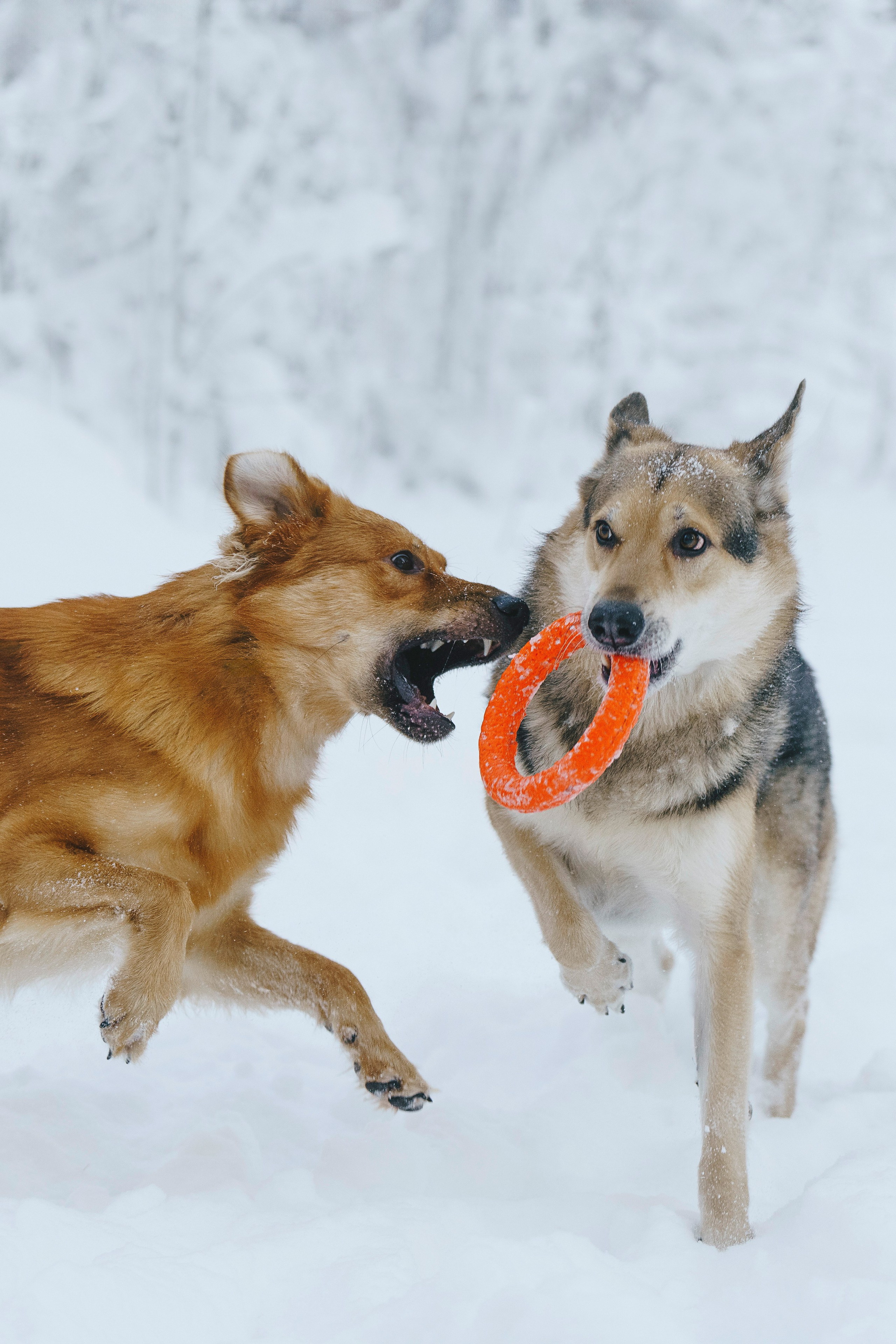 Рэй, Кузя, Ольга и Александр. Фотограф анималист в Спб недорого Олеся Майорова