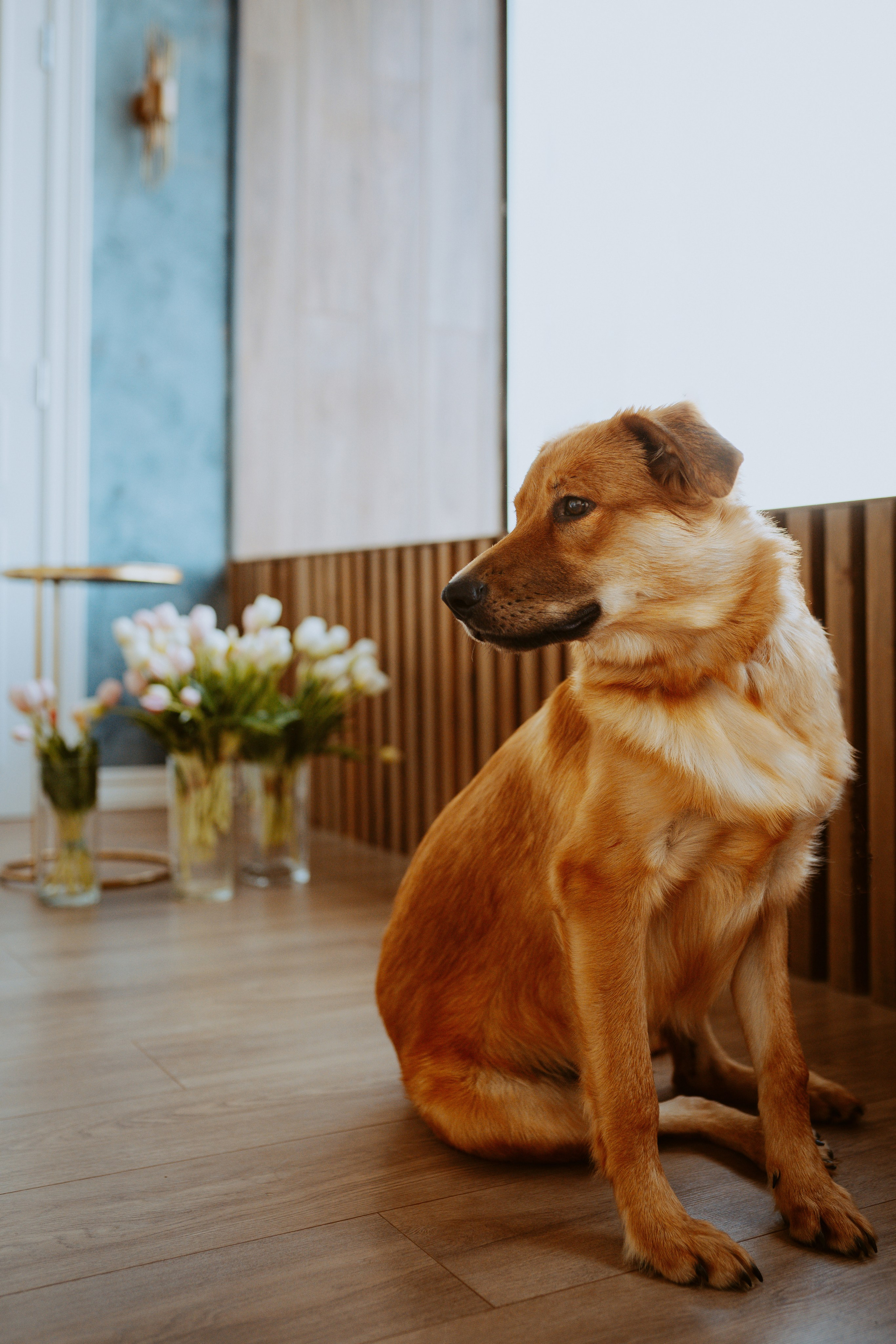 Рэй, Кузя, Ольга и Александр. Фотограф анималист в Спб недорого Олеся Майорова