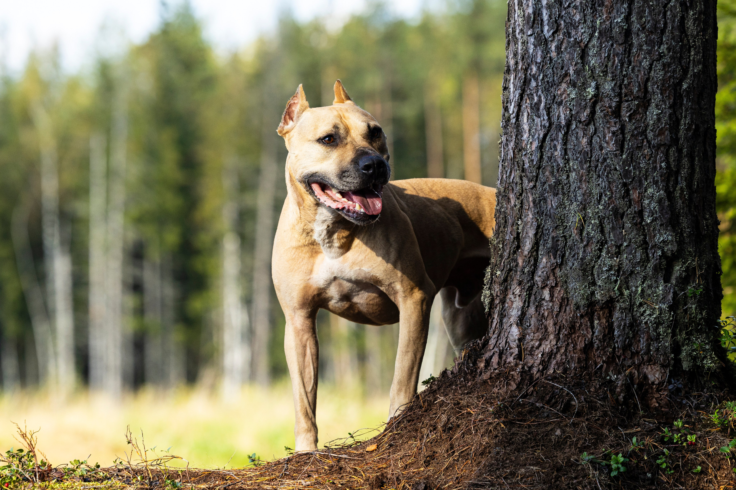 Фобос. Фотограф-анималист Анна Маринич