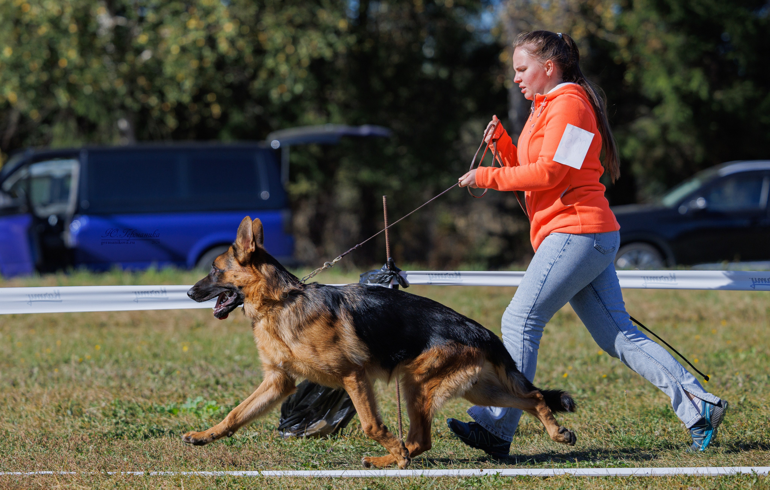 Тверь немецкие овчарки 22.09.2024. Фотограф-анималист Юлия Германика