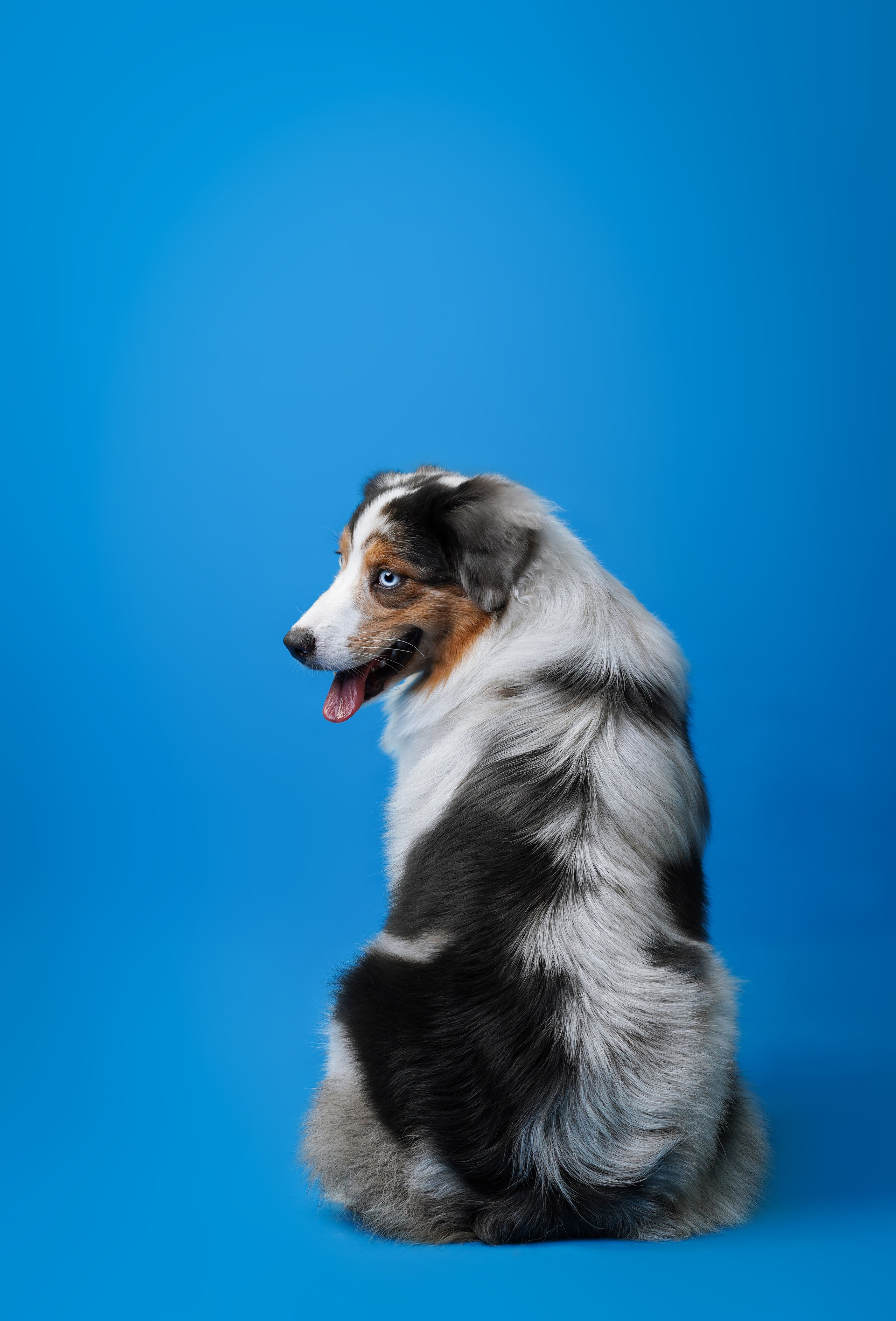 Австралийская овчарка Валли. Фотограф-анималист в Санкт-Петербурге Яна Мартынова