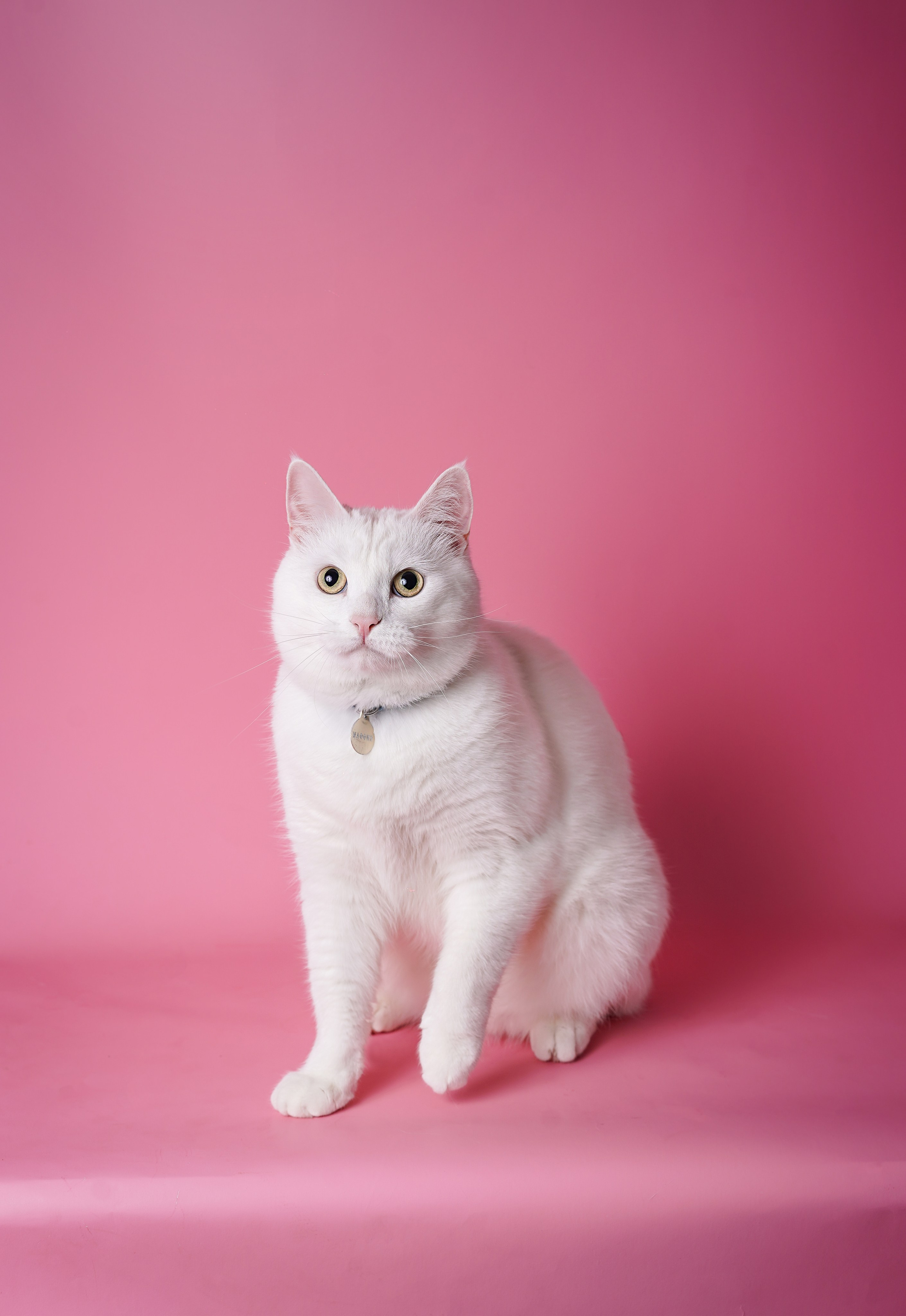 Маффин и Сэм. Фотограф-анималист в Санкт-Петербурге Яна Мартынова