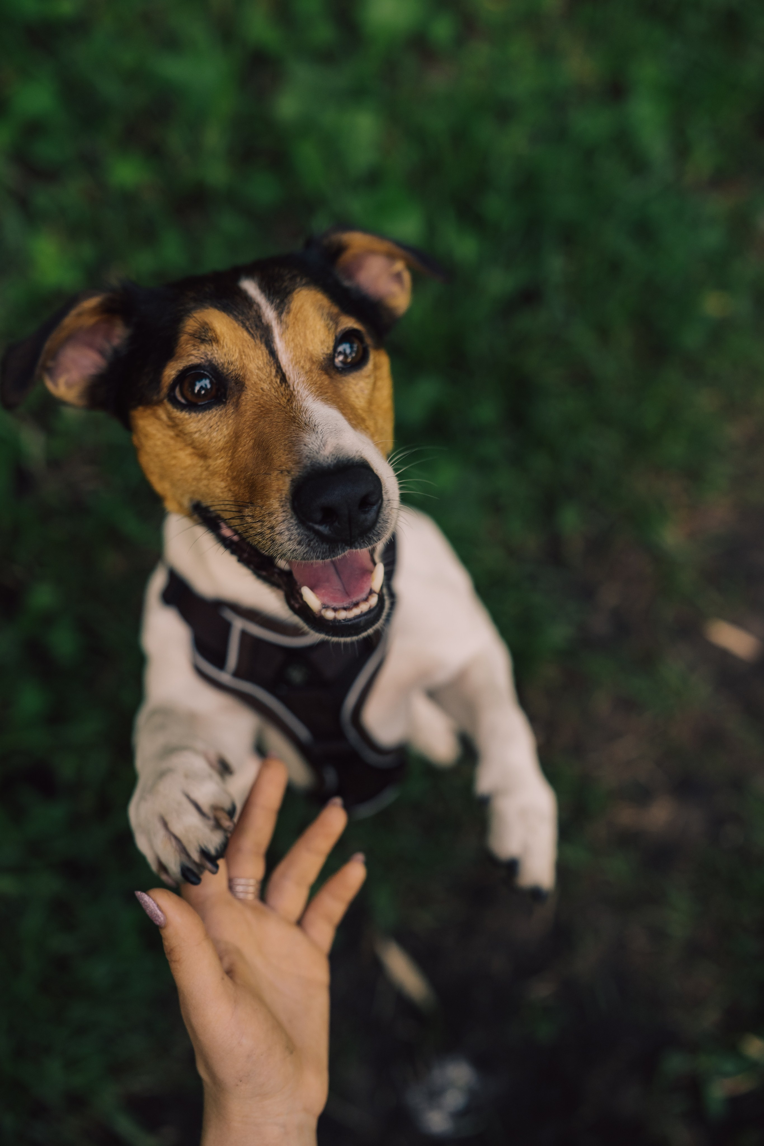 Оля Верхутина и Пипито. Фотограф в Москве Ангелина Ким