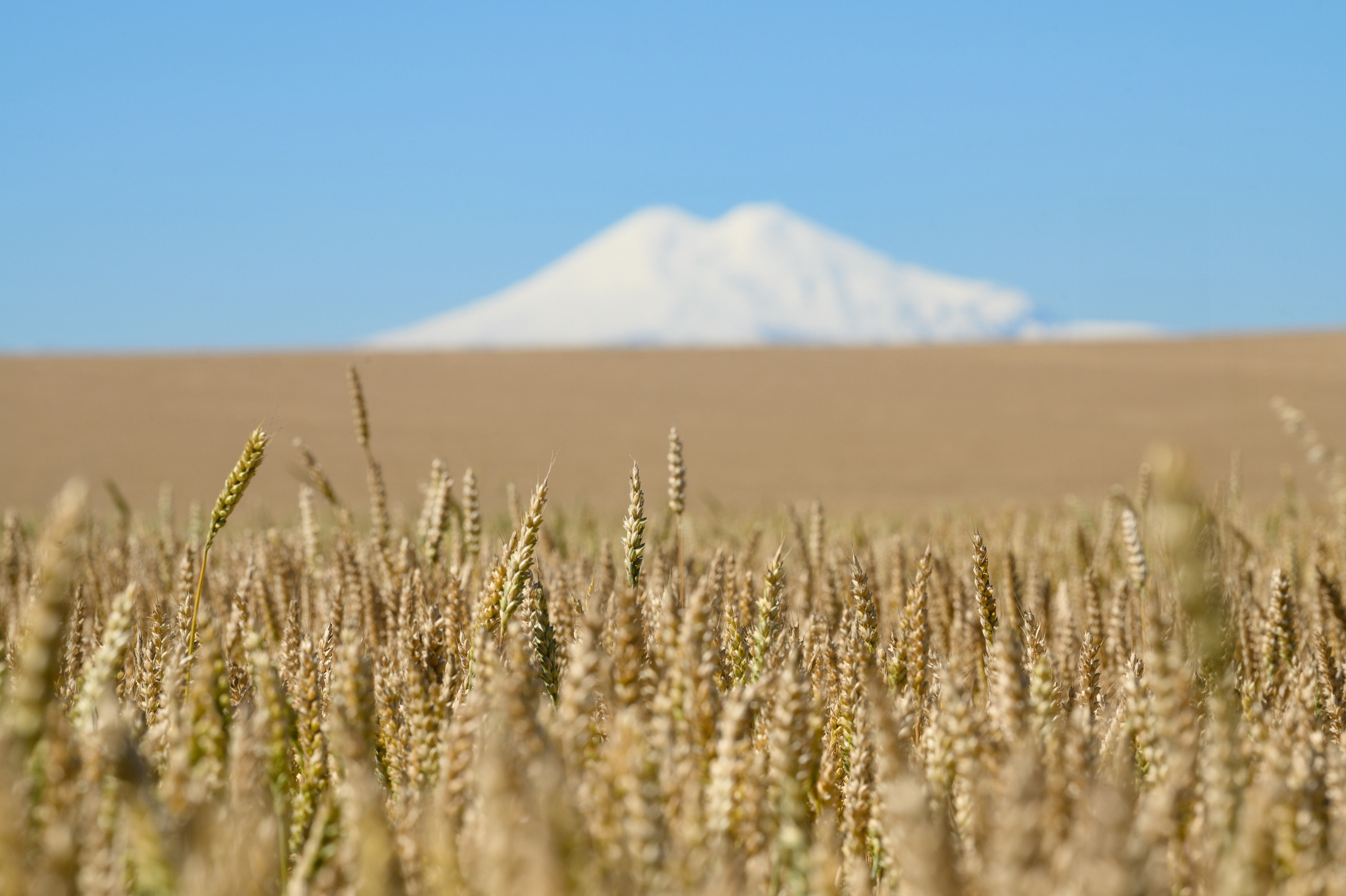 фотосъемка для агропредприятий, фотосъемка сельхозпродукции, фотосъемка для агробизнеса, фотосъемка для сельхозпроизводителей, агрофото, фотосъемка для сельхозкомпаний, фотосъемка сельхозтехники, фотосъемка урожая, агрофотосъемка