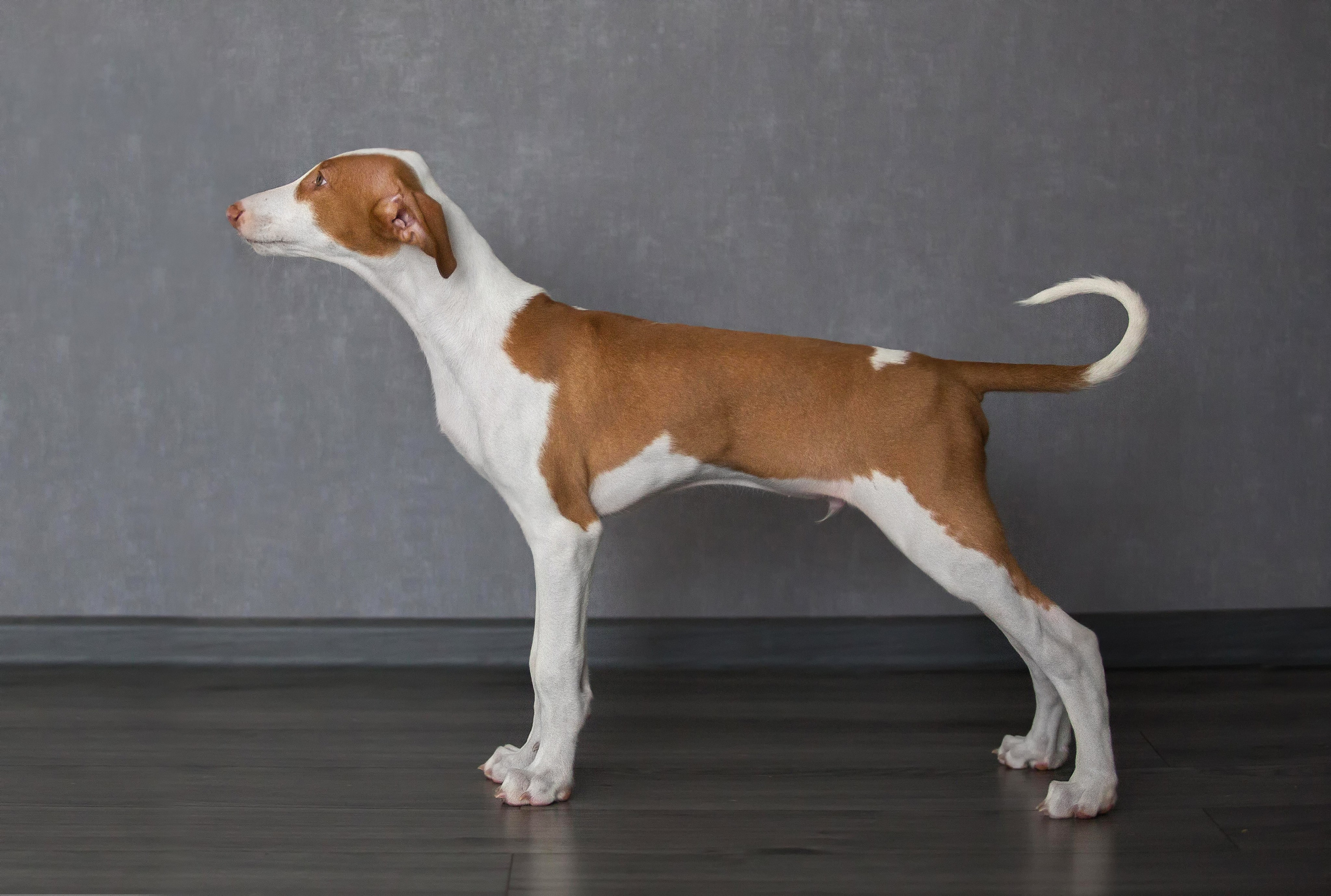 Поденко Ибиценко. Https://moshkovaphoto.ru/