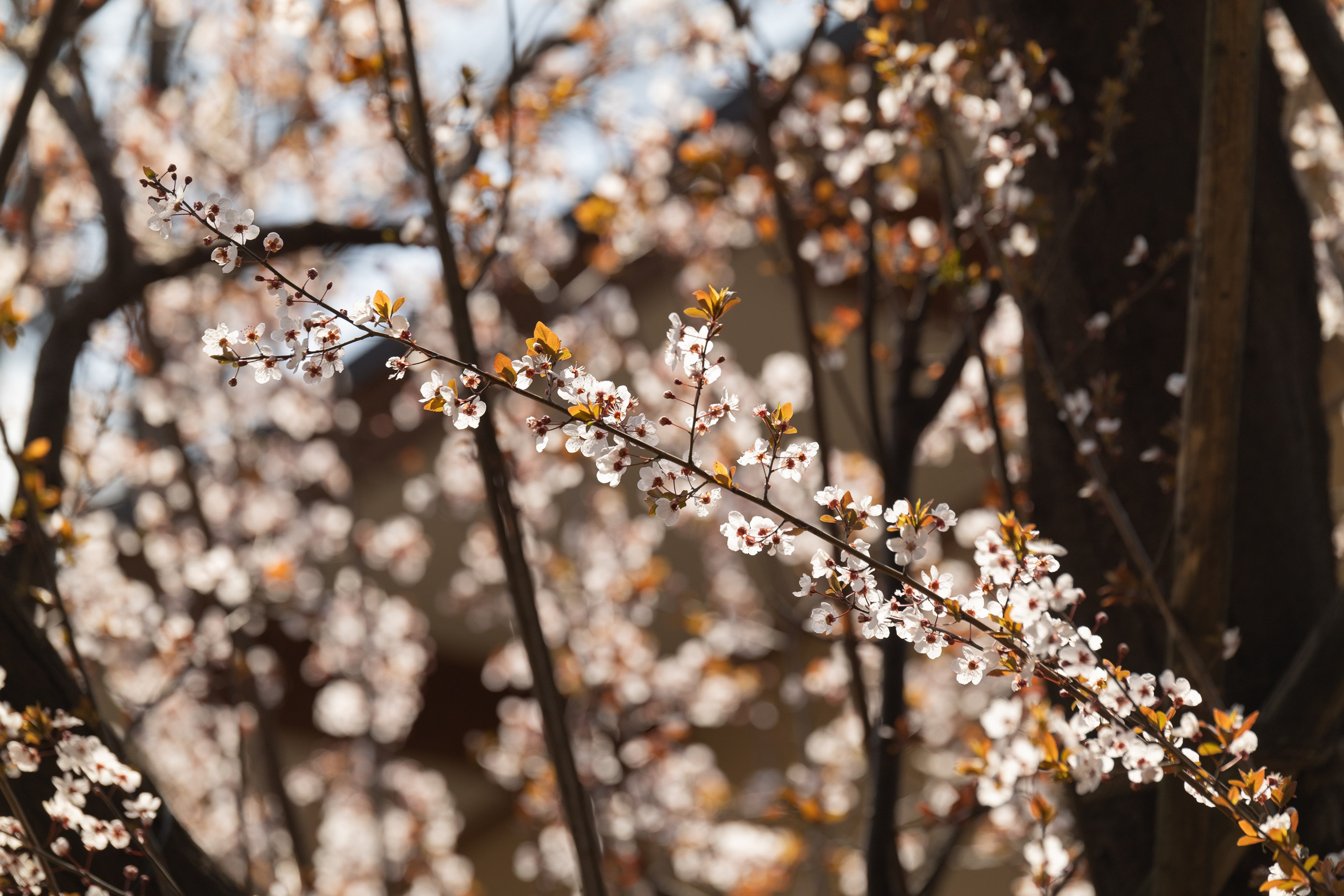 Фотографии растений Виктор Степанов. Фотограф Виктор Степанов