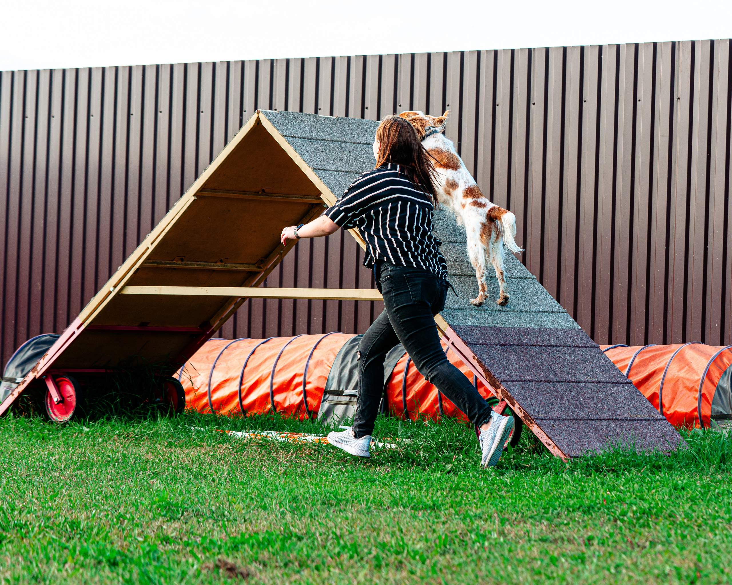 Ваш путь к ПОБЕДЕ (ТРЕНИРОВКИ). Фотограф-анималист, семейный фотограф в Москве и Подмосковье. Фотосъёмка кинологических дисциплин