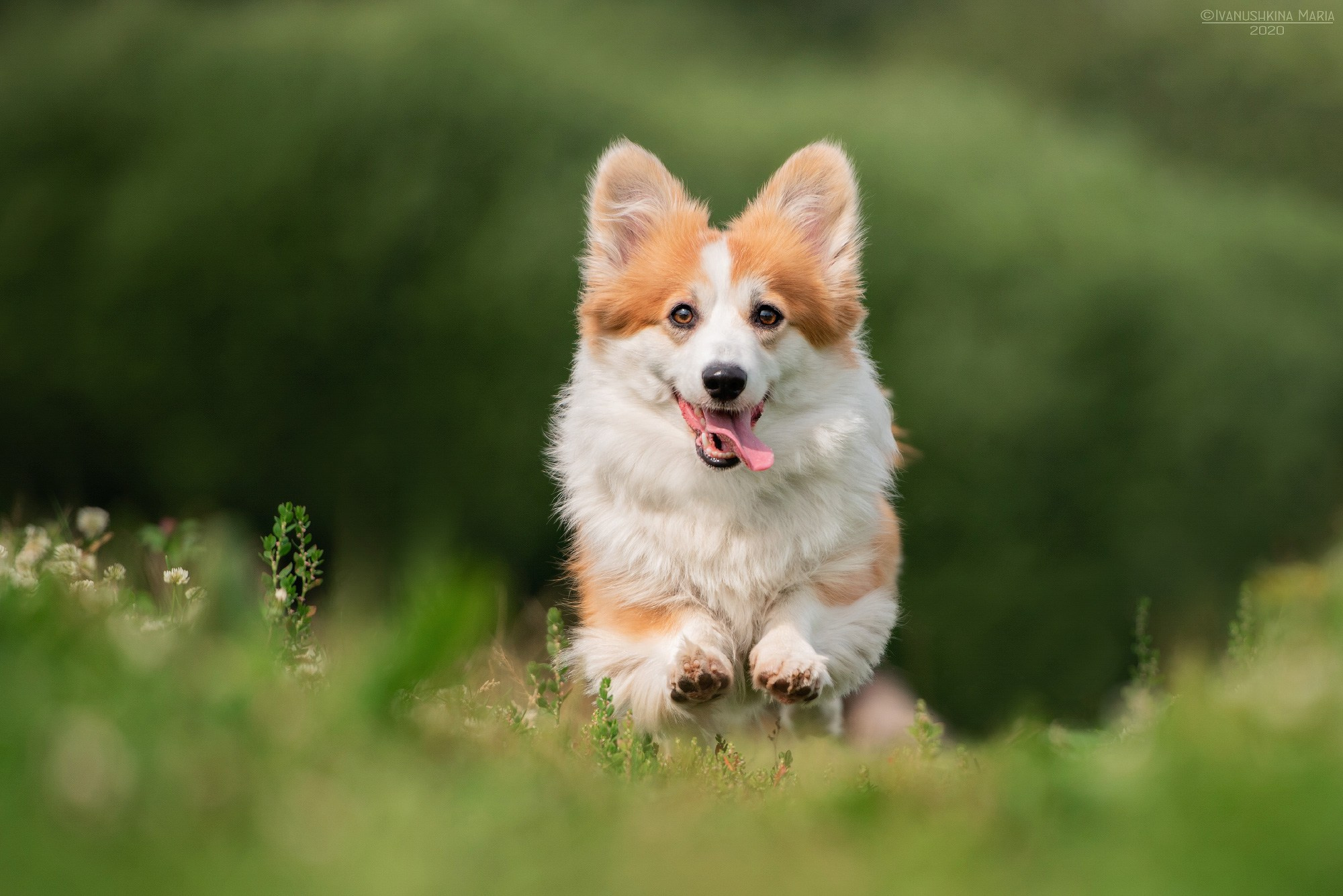 корги флаффи