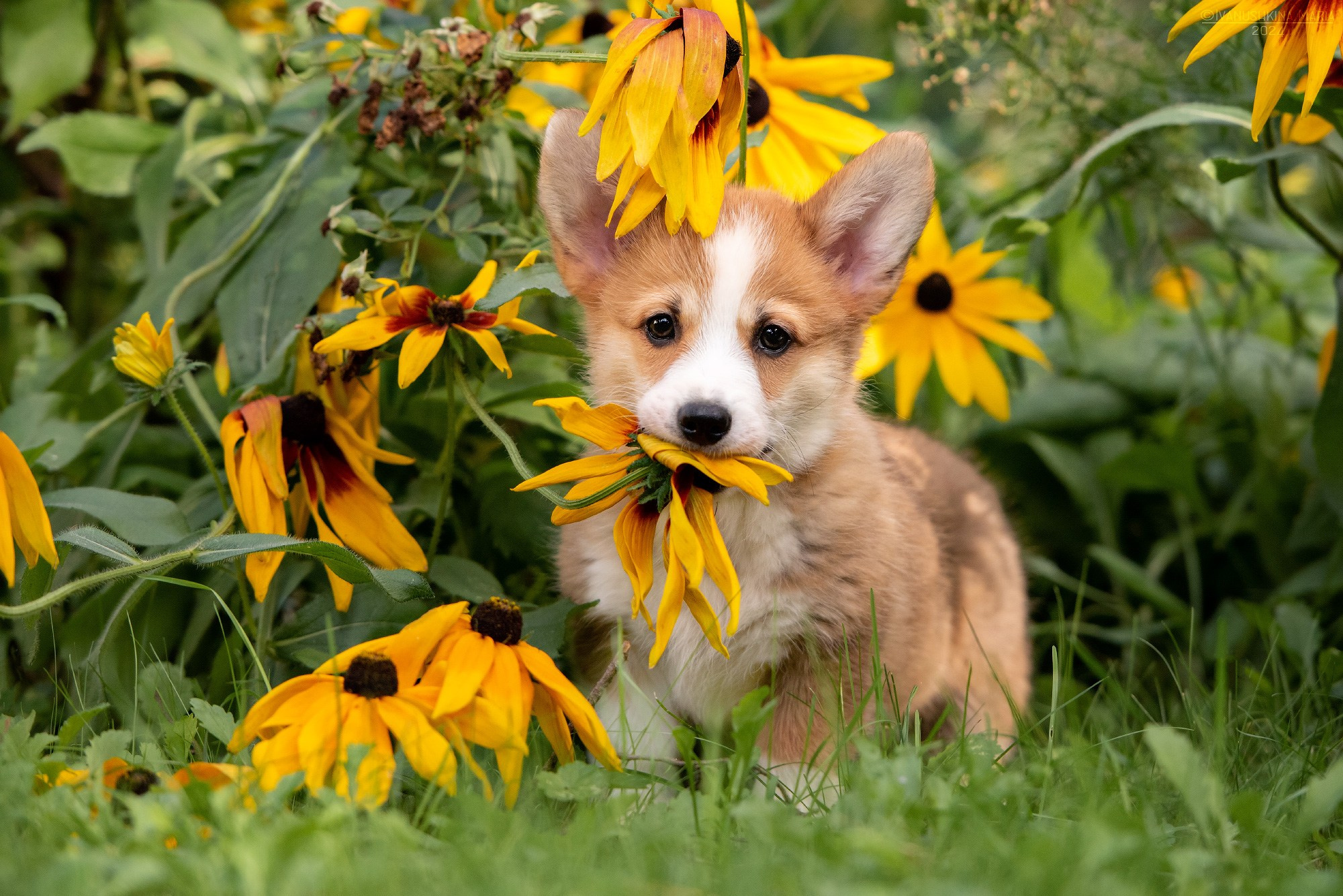 Фотосессия щенков на продажу. Фотограф собак в Москве и Московской области Иванушкина Мария
