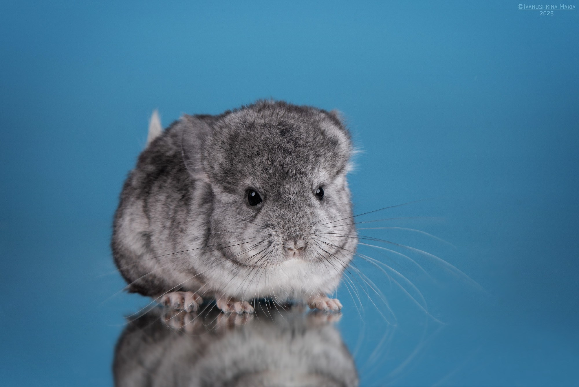 Фотосессии экзотических животных в студии. Фотограф собак в Москве и Московской области Иванушкина Мария