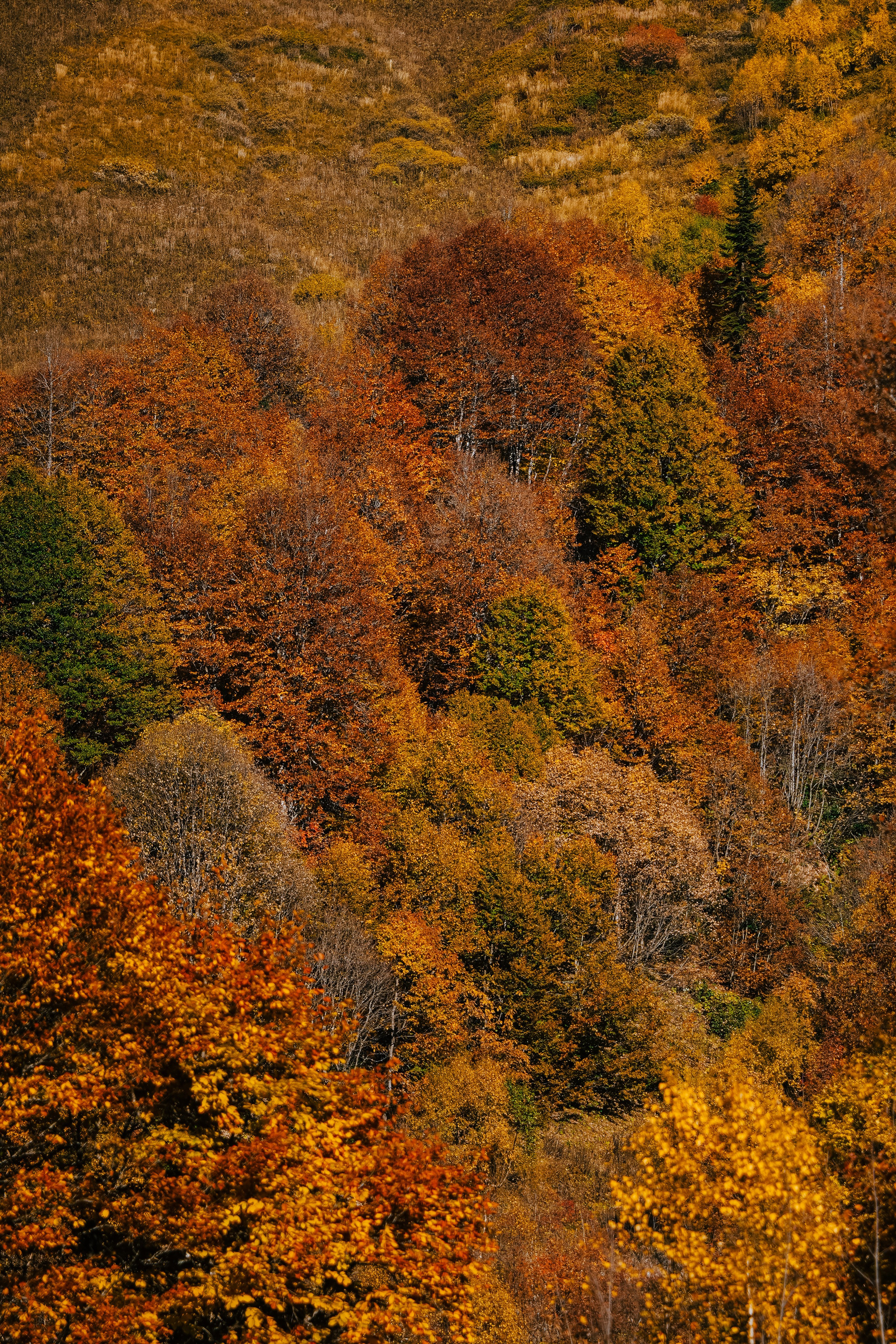 Роза Пик, тропа Турья ✽ Октябрь. Репортажный фотограф | Роза Хутор Красная Поляна Сочи Сириус