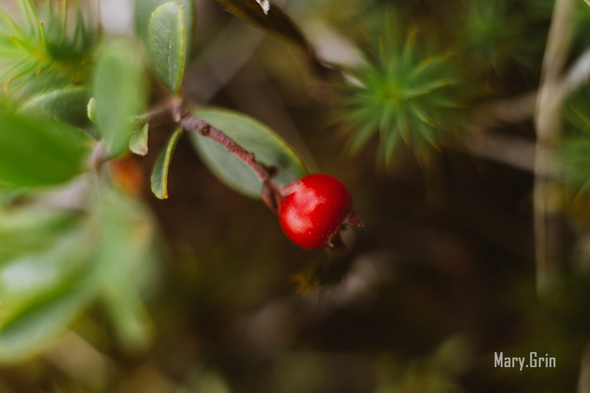 Русская деревня. Детский и семейный фотограф, фотограф мероприятий Нижний Новгород