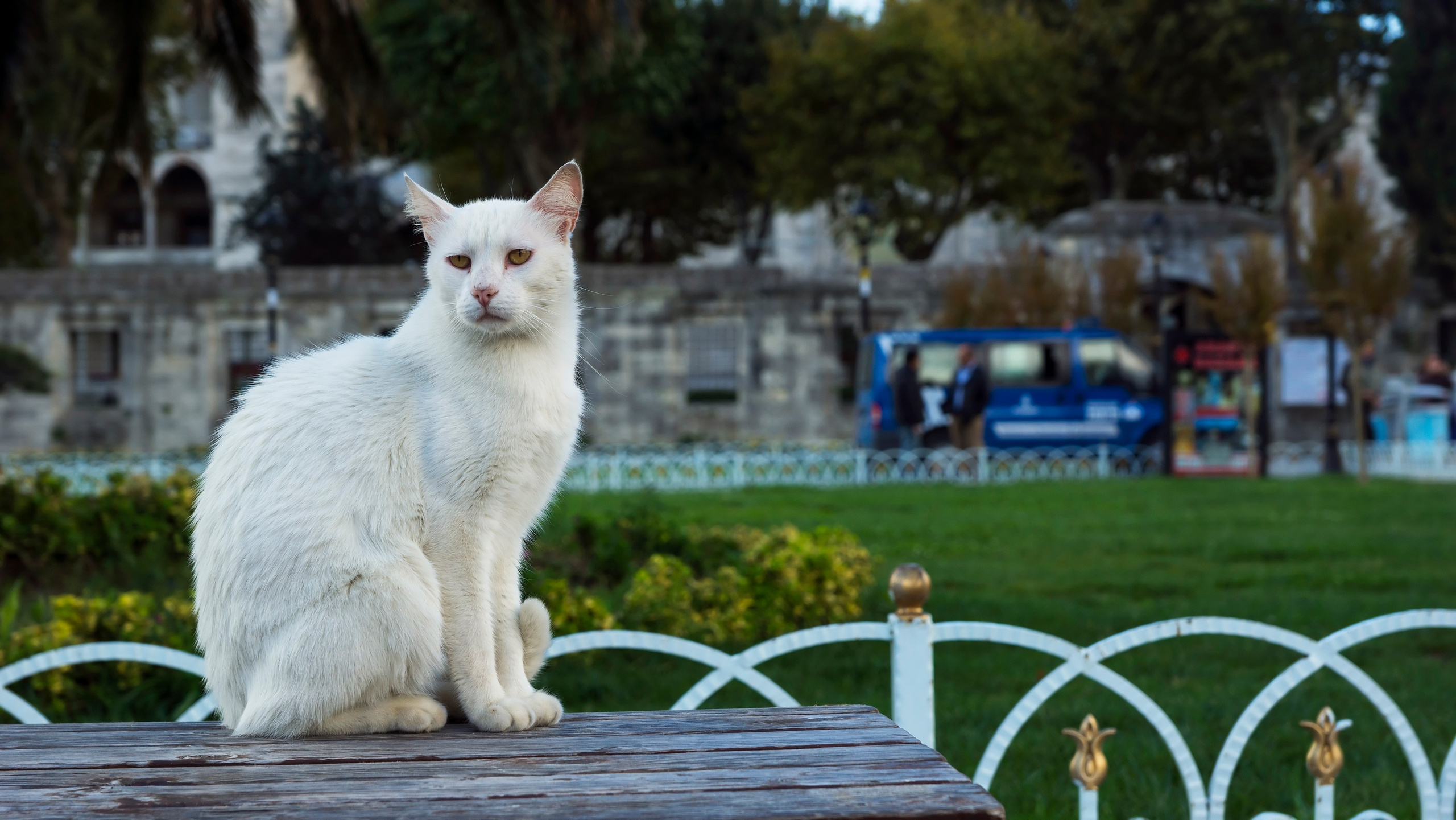 Стамбульские кошки. Фотограф-путешественник Самойлов Максим «Sly Fox»