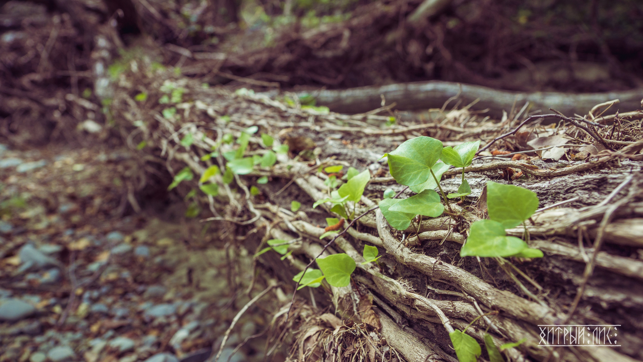 Кипр. Фотограф-путешественник Самойлов Максим «Sly Fox»