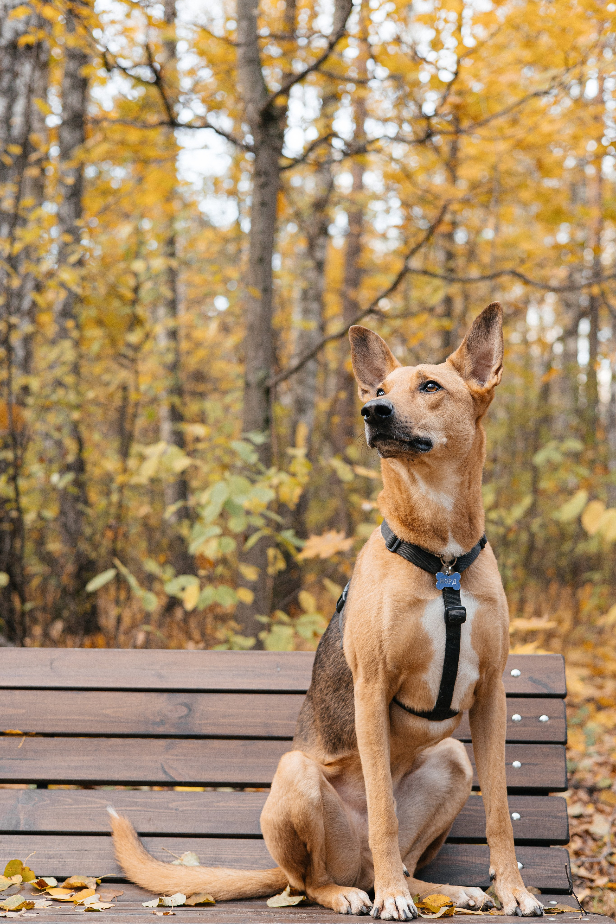 Нелли, Лёша, Рэй и Норд. Фотограф Анна Луценко Москва