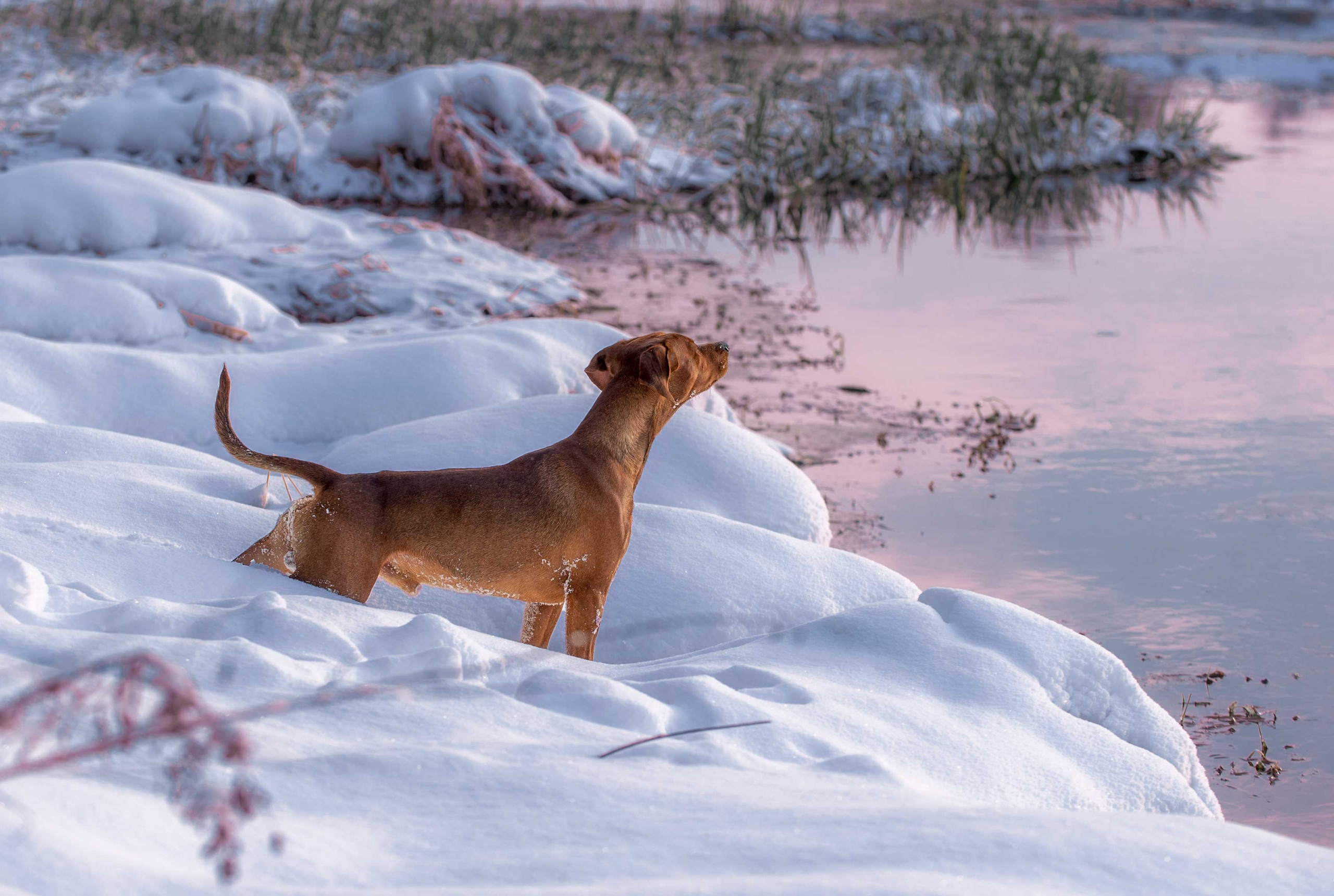 Собаки. Портретная и свадебная фотосъемка. Москва и область