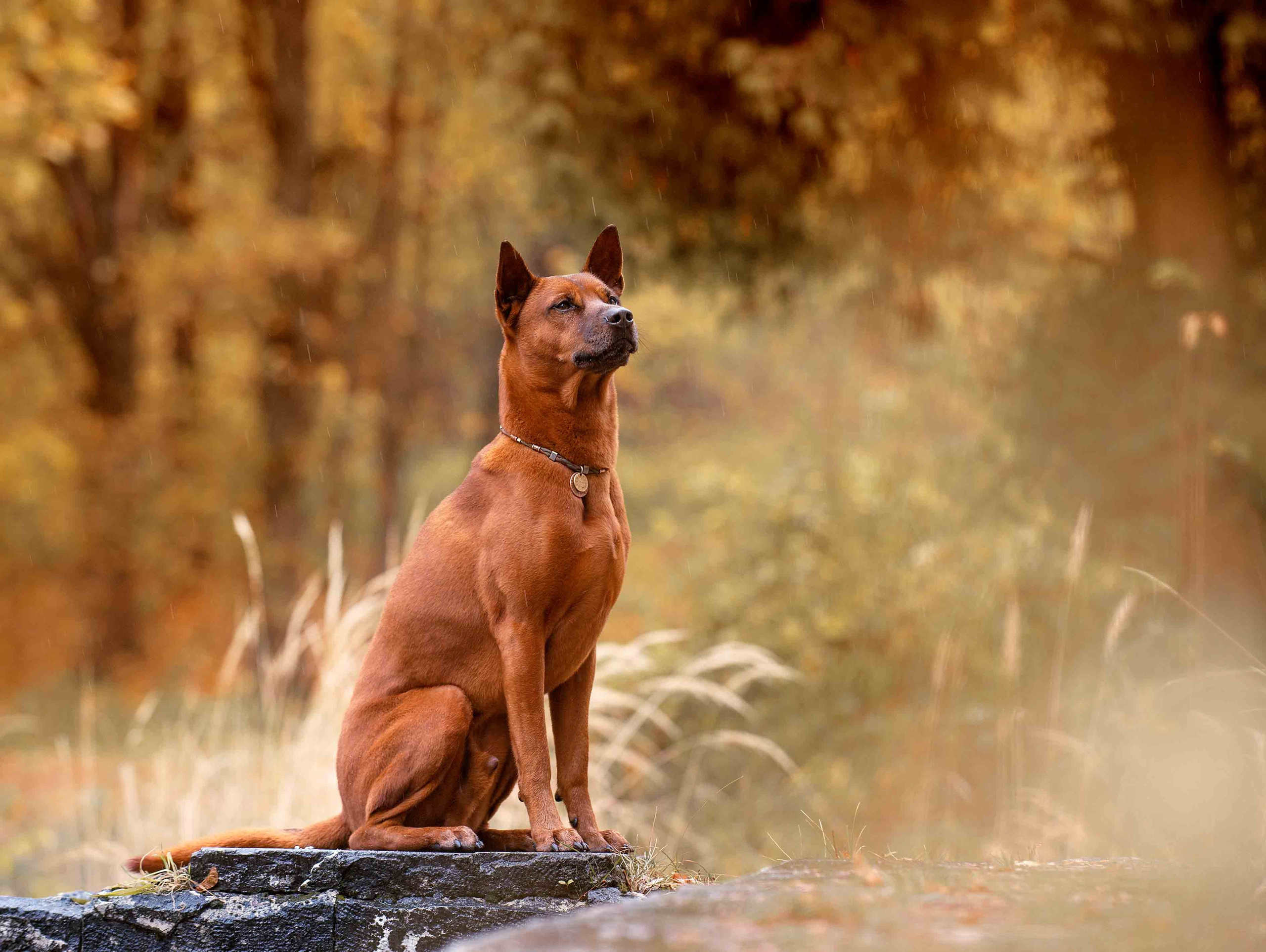 Собаки. Портретная и свадебная фотосъемка. Москва и область