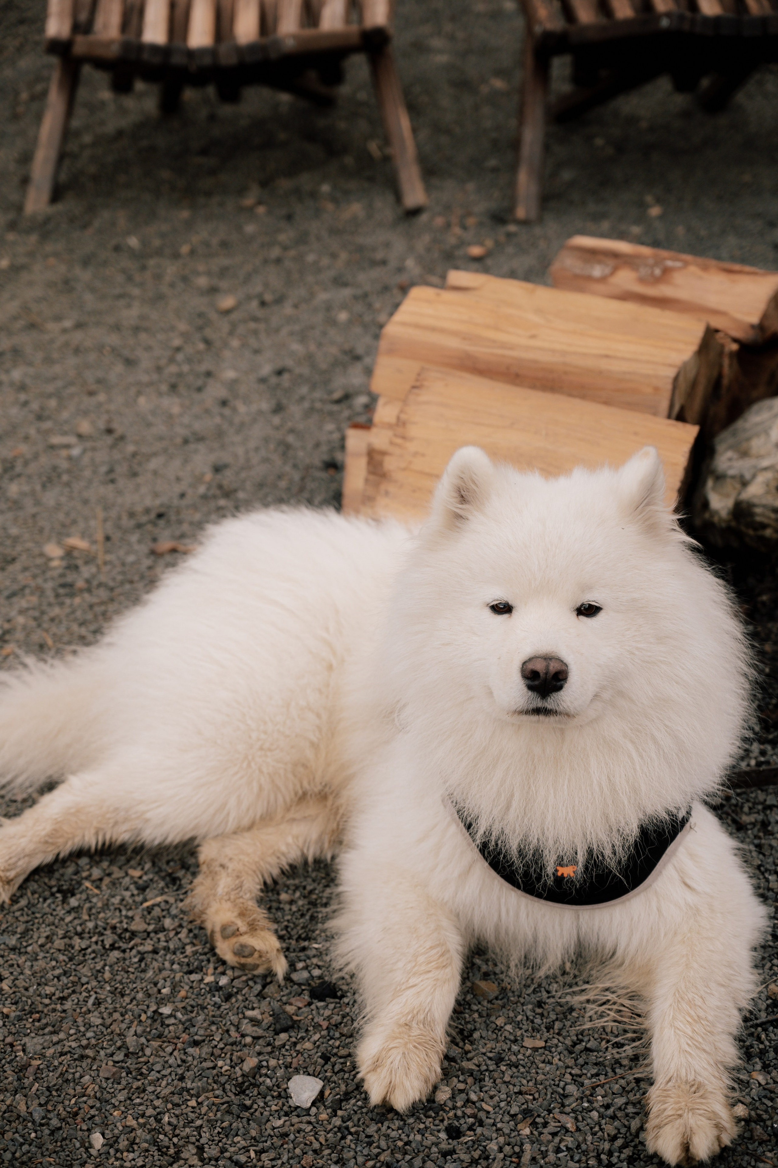 Выше гор только любовь. Свадебный и семейный фотограф Вероника Холод