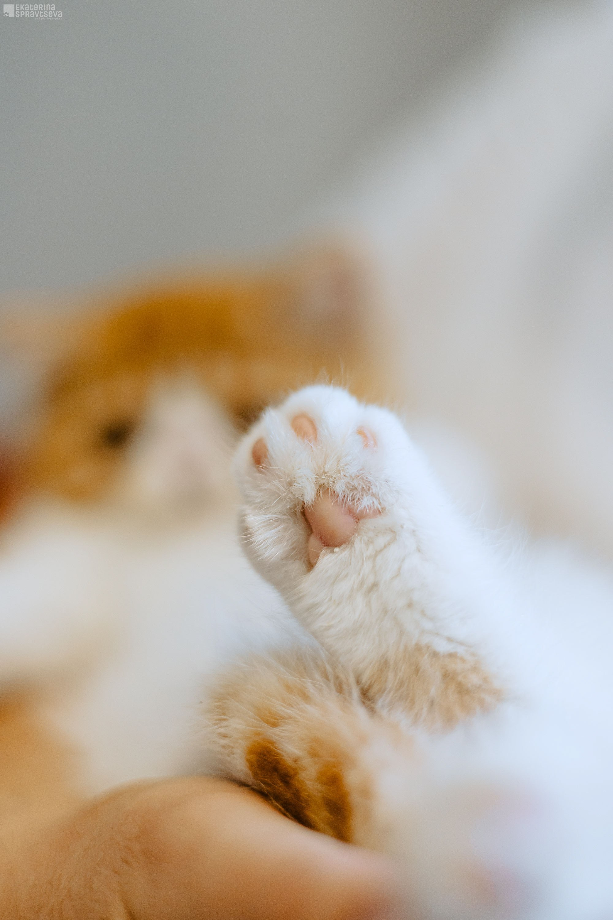 Малыш Уникум, Лиза и Миша. Фотограф Анималист Екатерина Справцева в Нижнем Новгороде