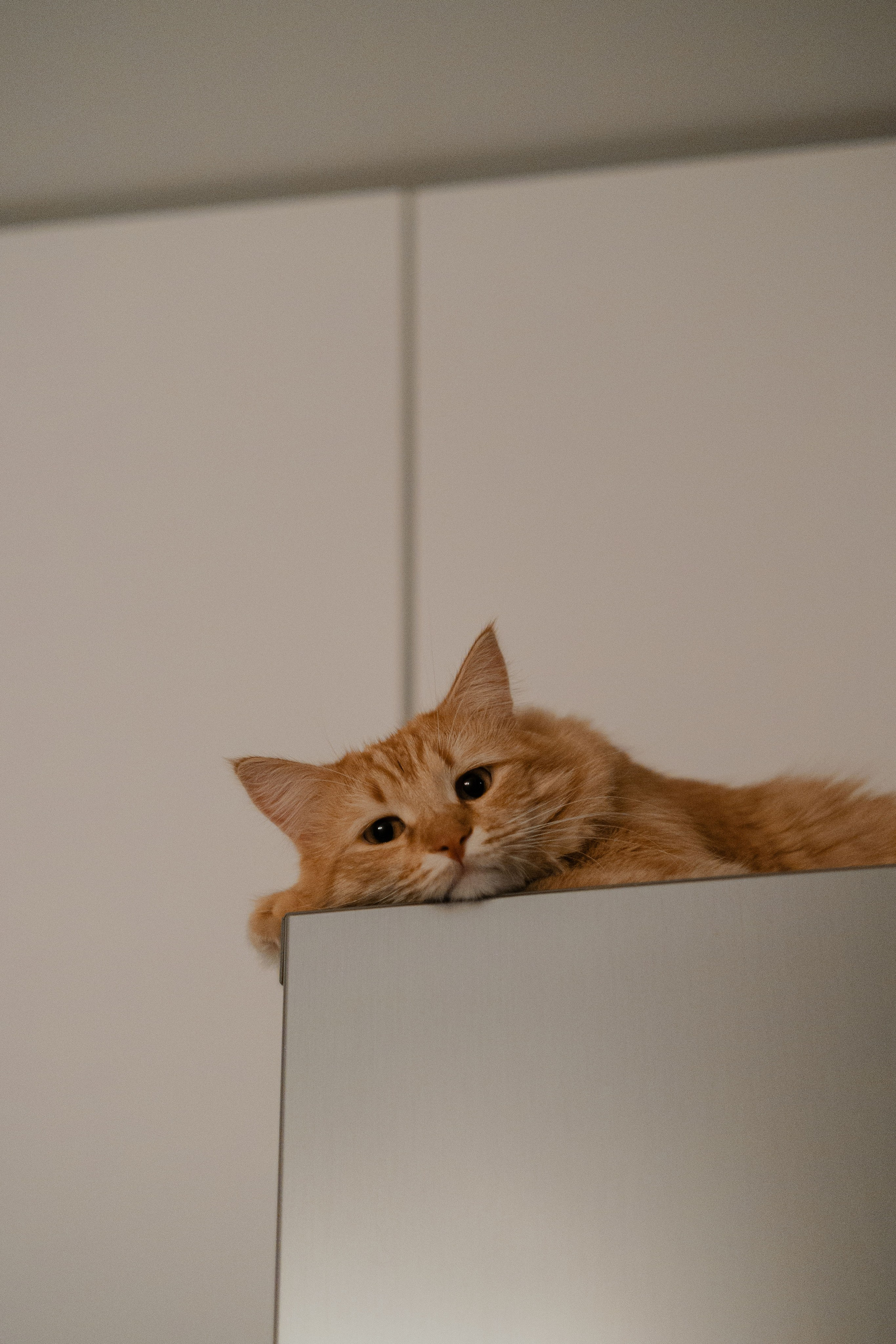 Рыжий Маффин, Алёна и Антон. Фотограф Анималист Екатерина Справцева в Нижнем Новгороде