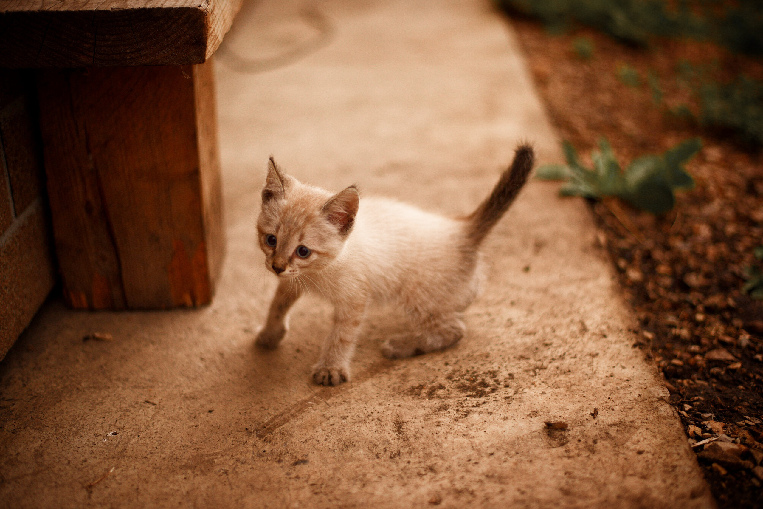 Дачные зарисовки. Приподаева Алёна семейный и детский фотограф в Красноярске
