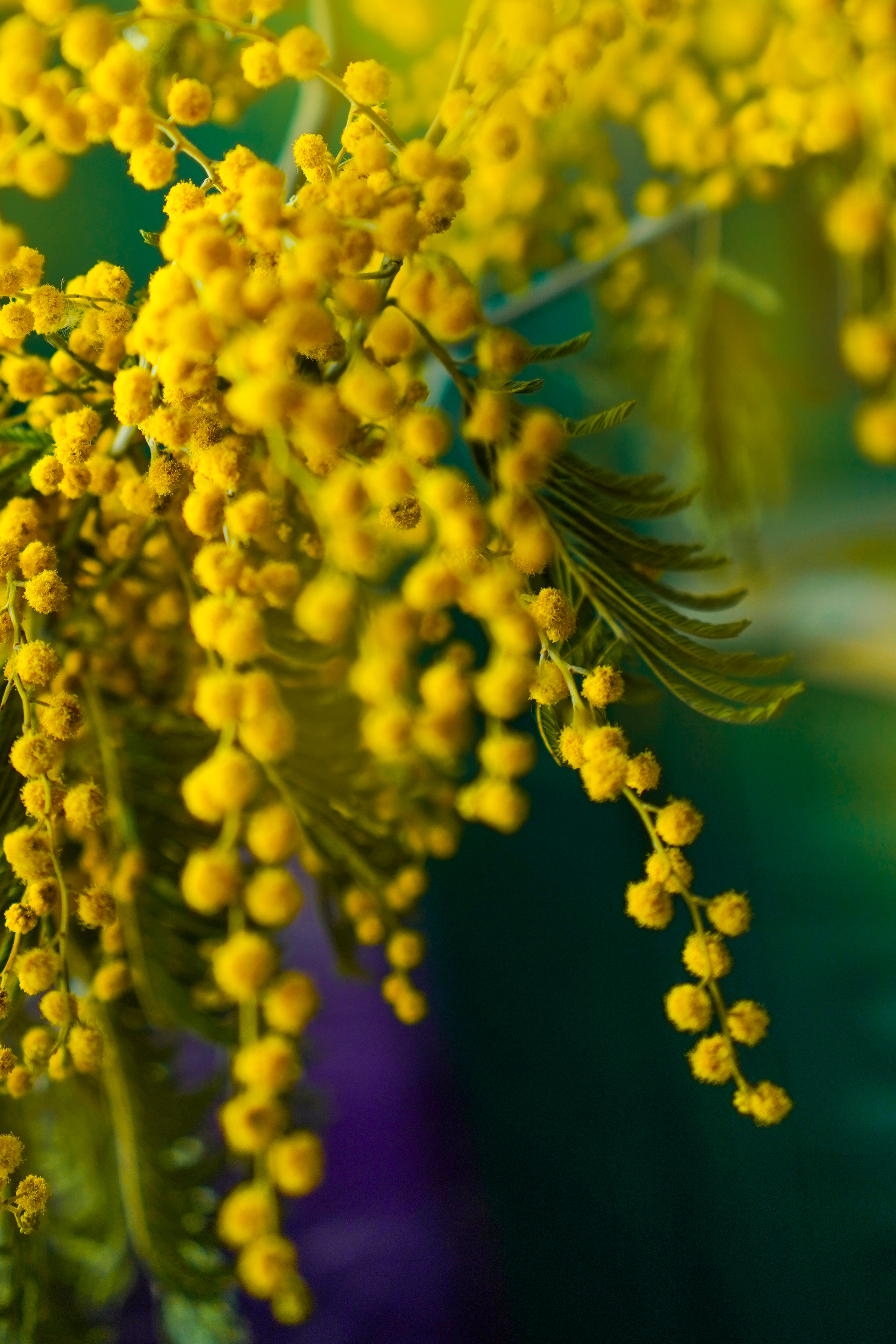 В фотостудии, дома. Семейный и портретный фотограф в Екатеринбурге Анна Лобанова
