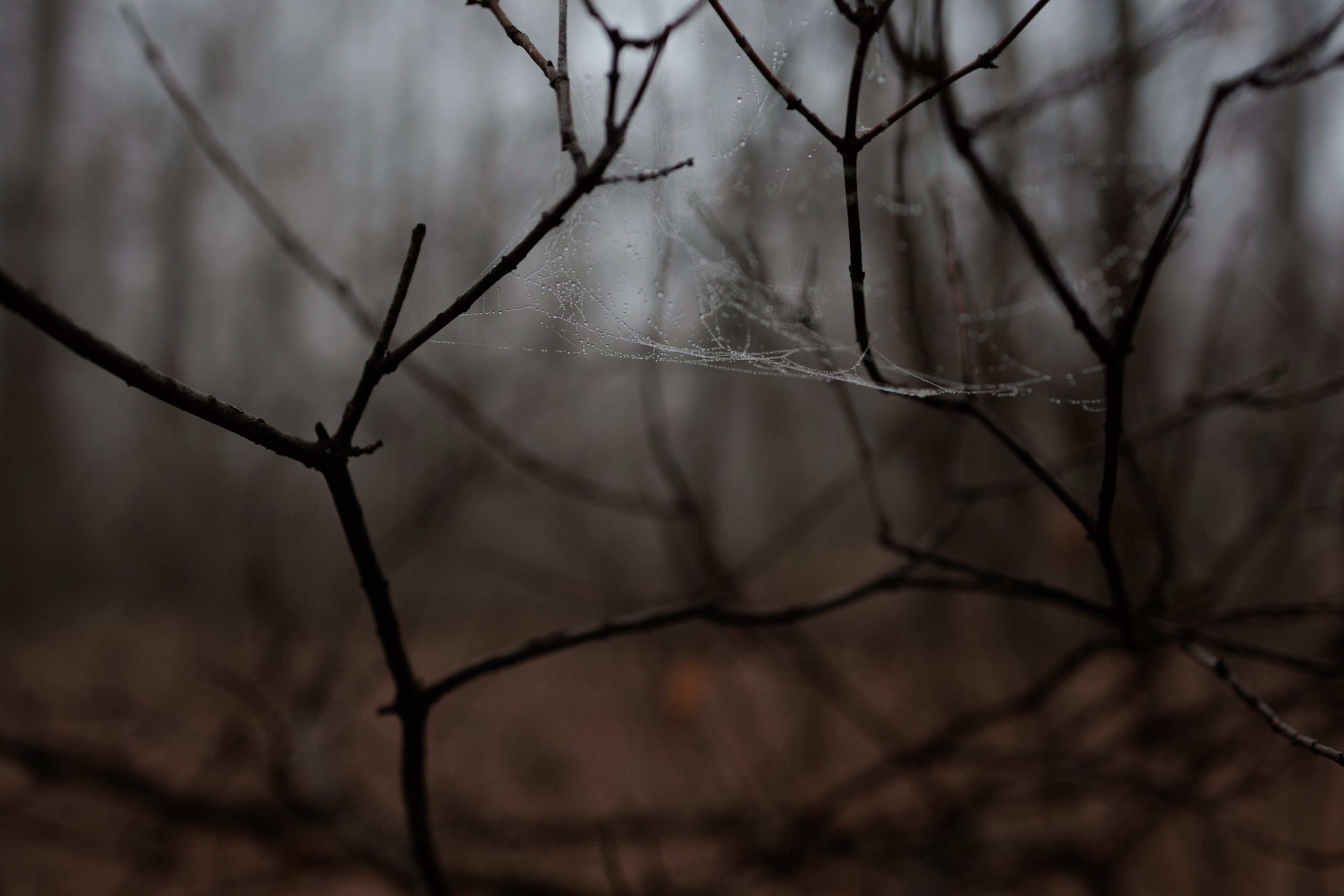 В туманном лесу. Семейный фотограф в Белгороде