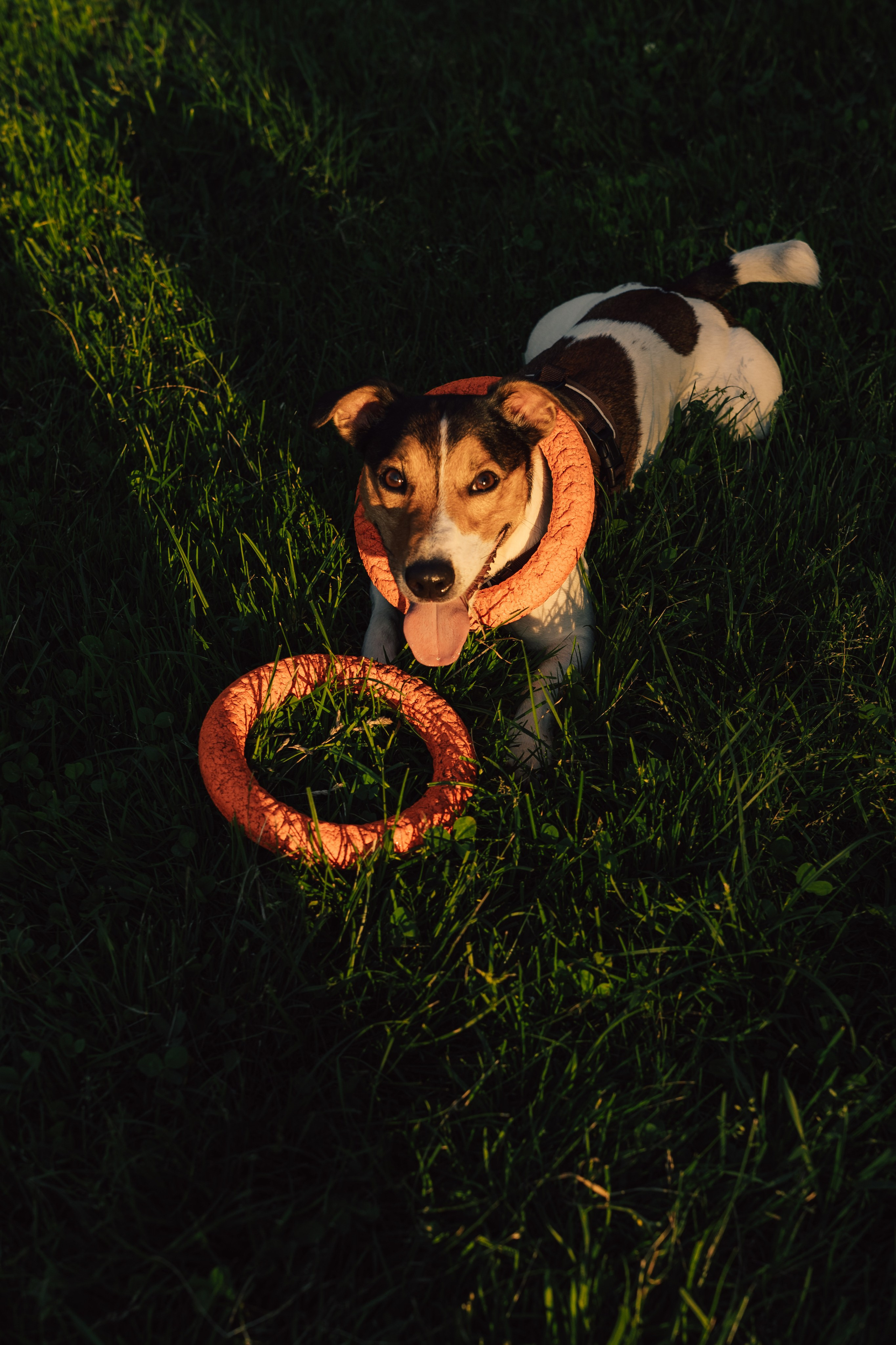 Оля Верхутина и Пипито. Фотограф в Москве Ангелина Ким