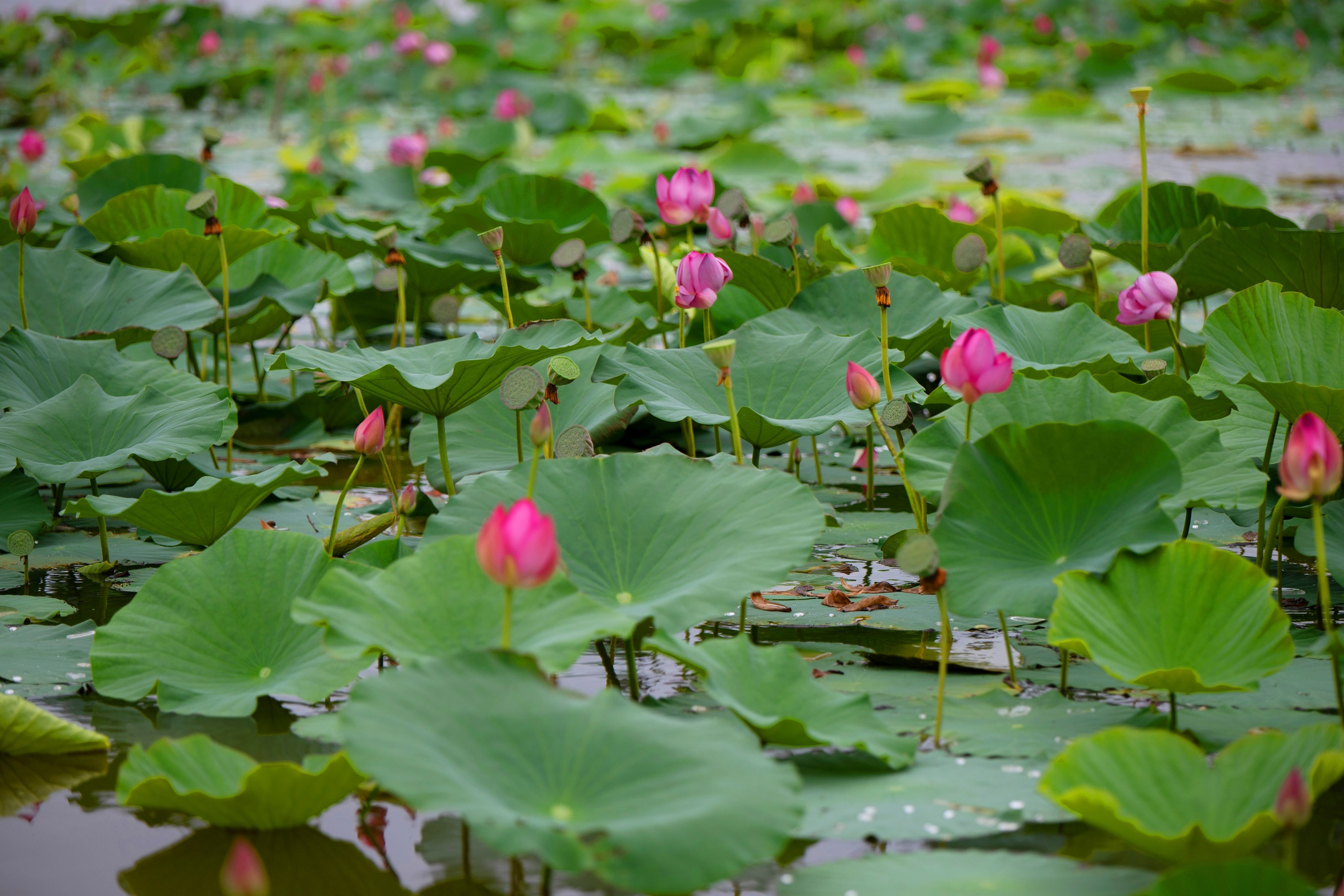 Природа Хабаровского края. Команда фотографов Кристины Ивановой
