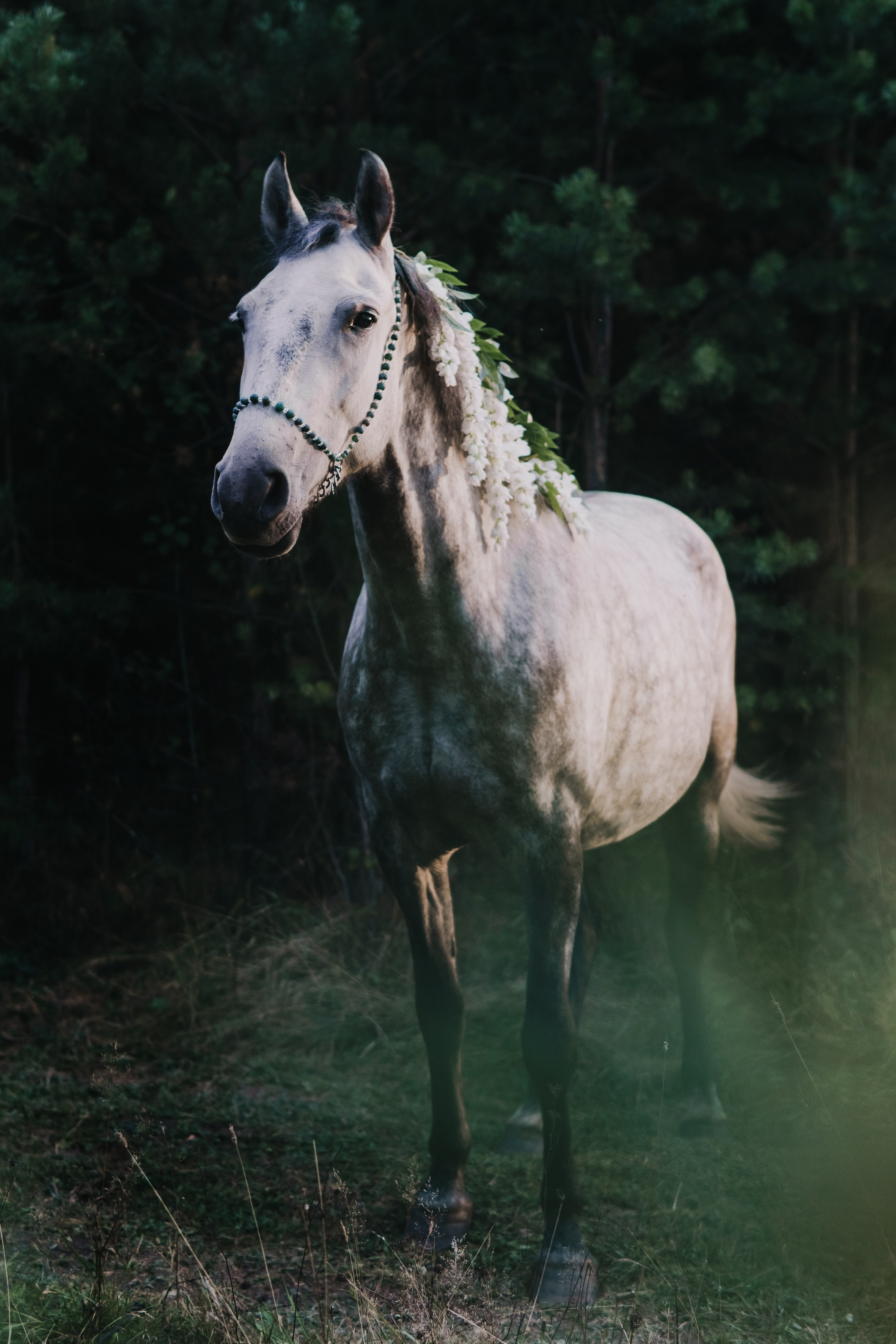 Life with horse. Saamill