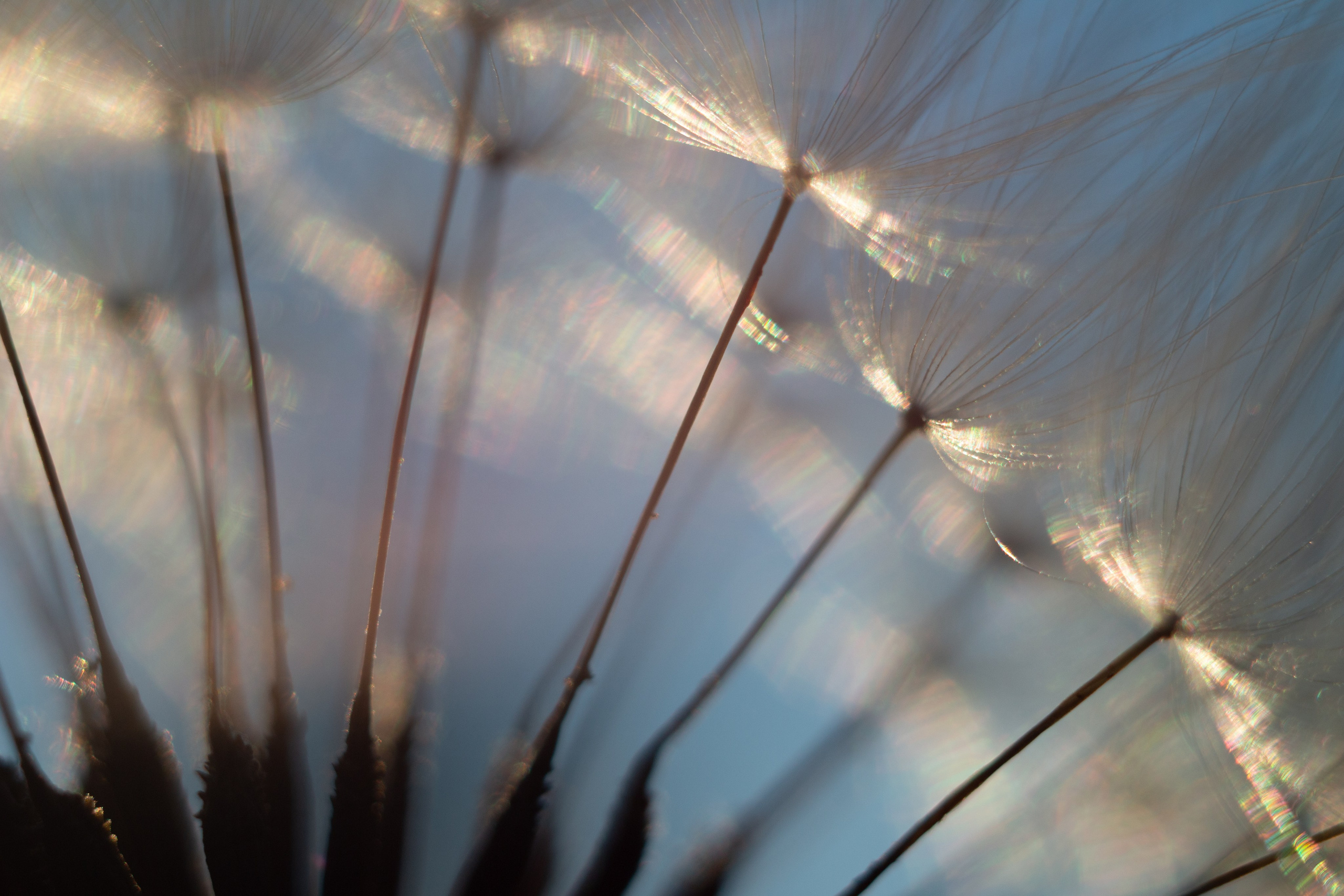 Макро. Фотограф Лагутин Анатолий