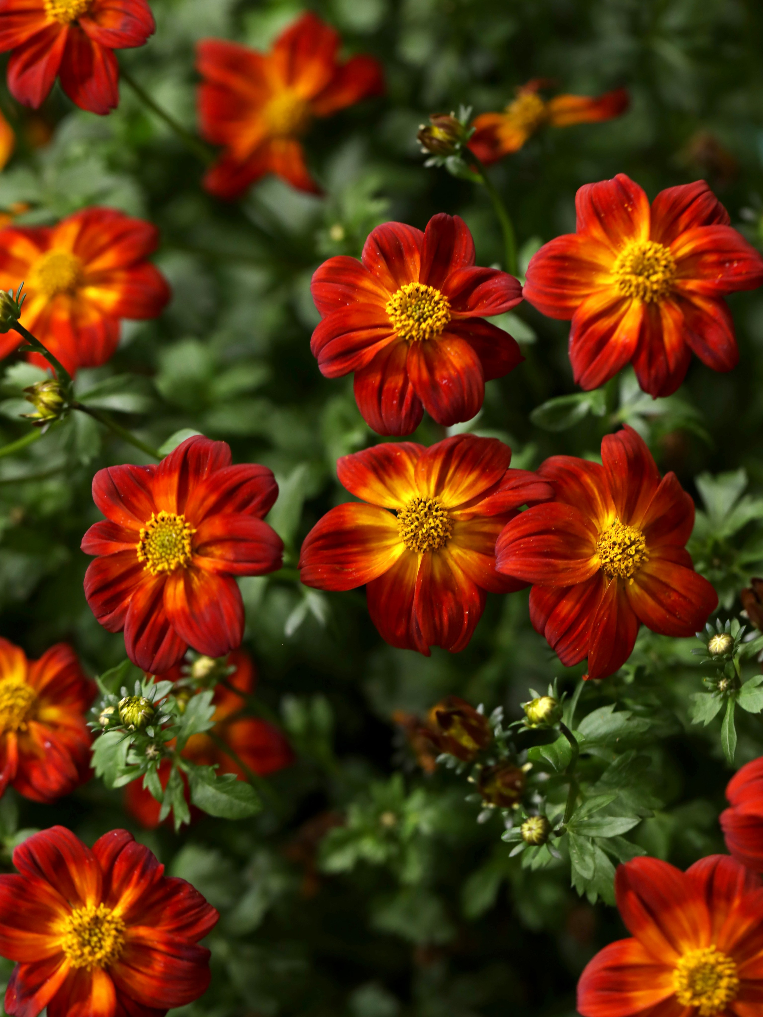 Цветы-Экспо 2023. Фотосессии и репортаж — Фотограф в Москве — Рина Серёгина