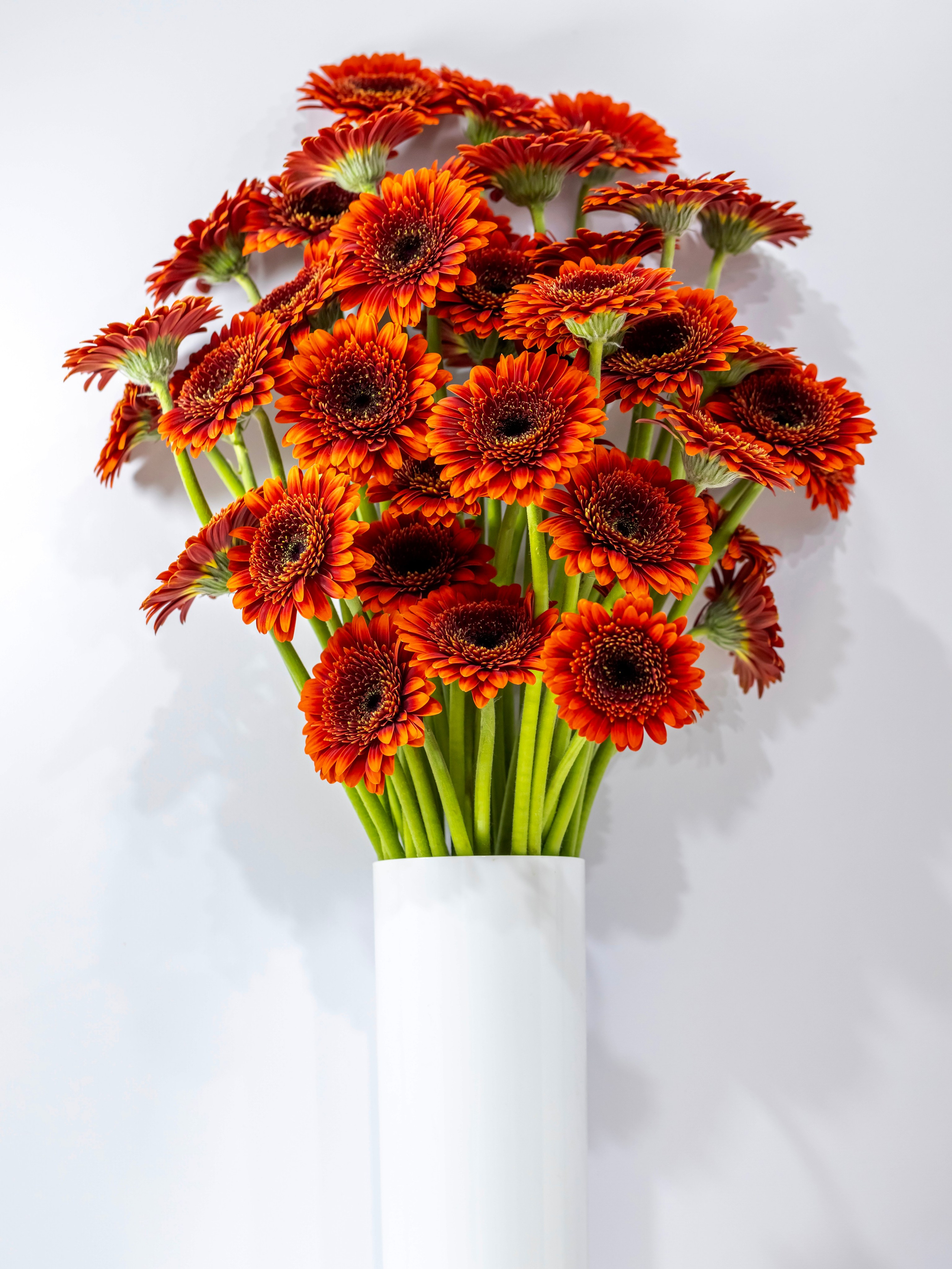 Цветы-Экспо 2023. Фотосессии и репортаж — Фотограф в Москве — Рина Серёгина