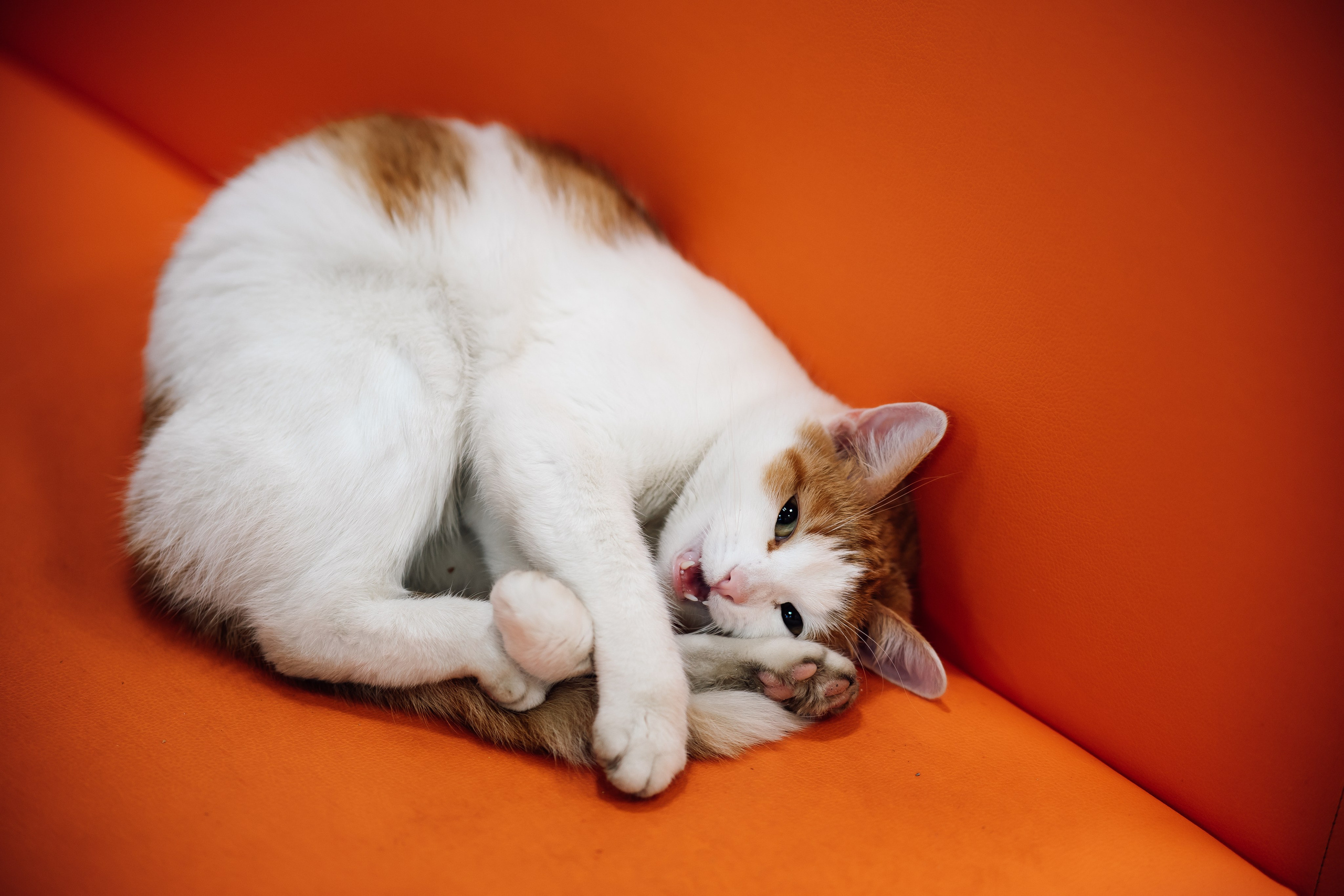 Анонс ≪День Встречи Выпускников!!! ≫. Свадебный фотограф Михаил Александров