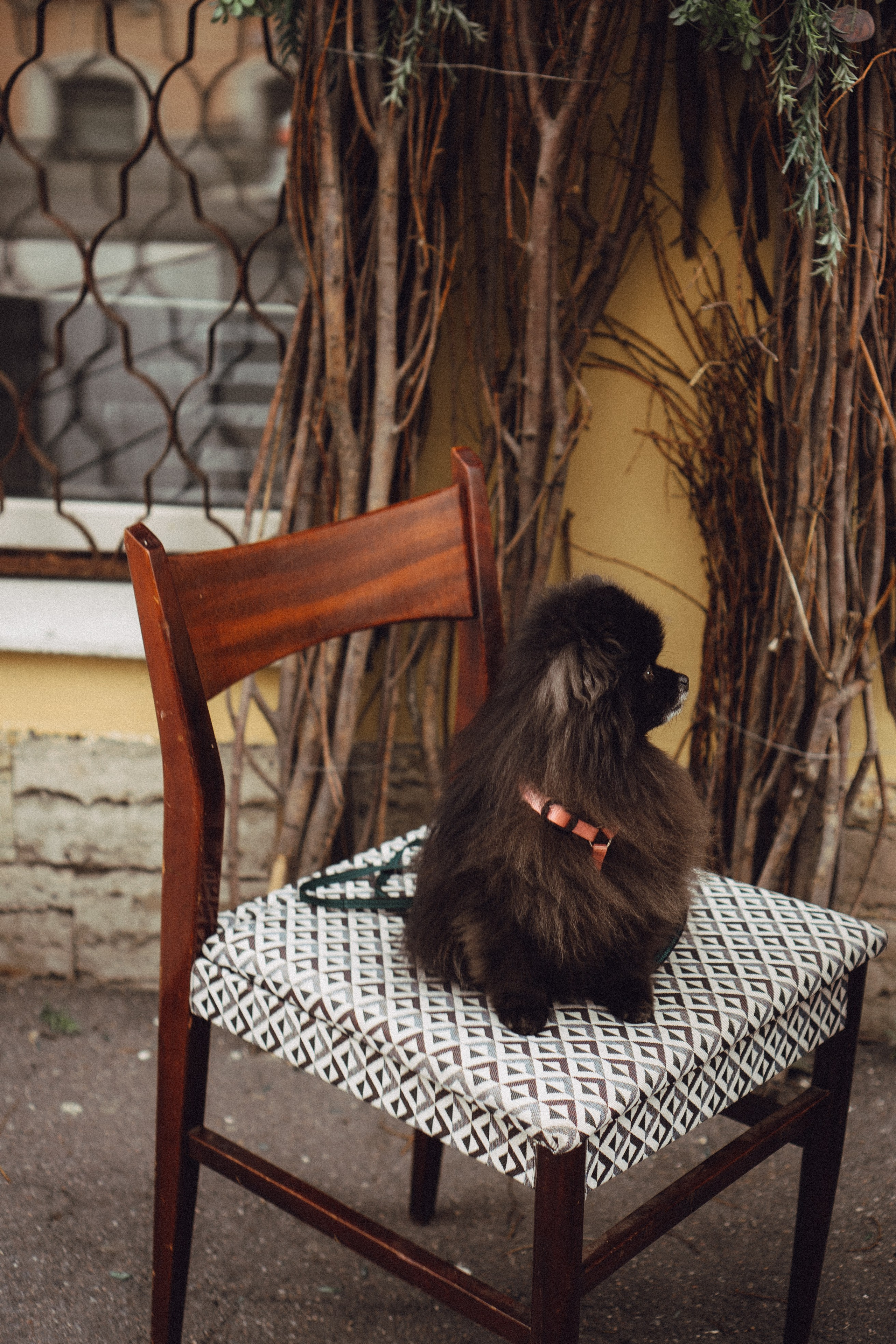 Беременность (только часть фото по желанию клиентов могу показать)). Профессиональный фотограф, Санкт-Петербург — Виктория Богомолова