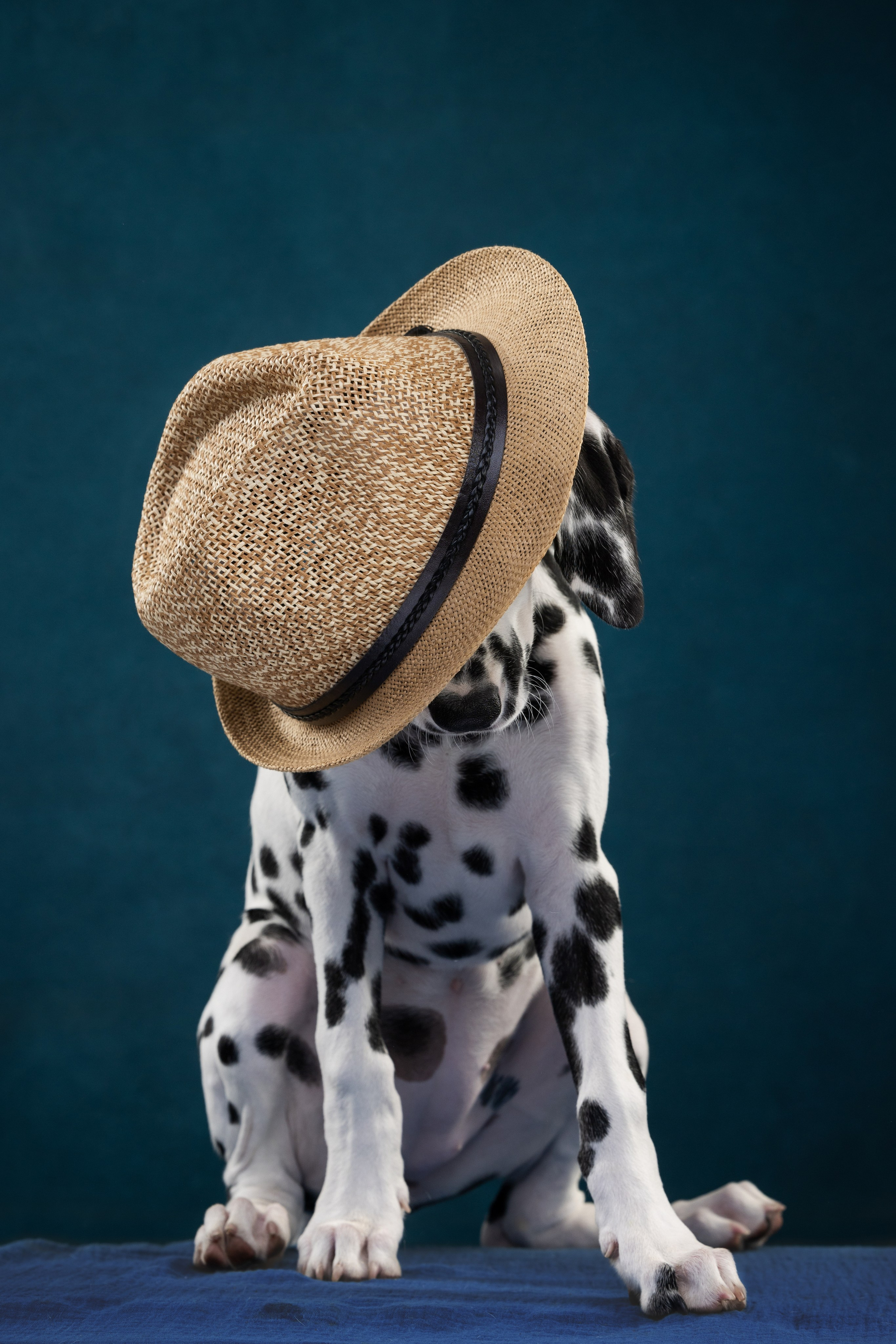 Далматин Одри. Фотограф анималист Осипчикова Мария