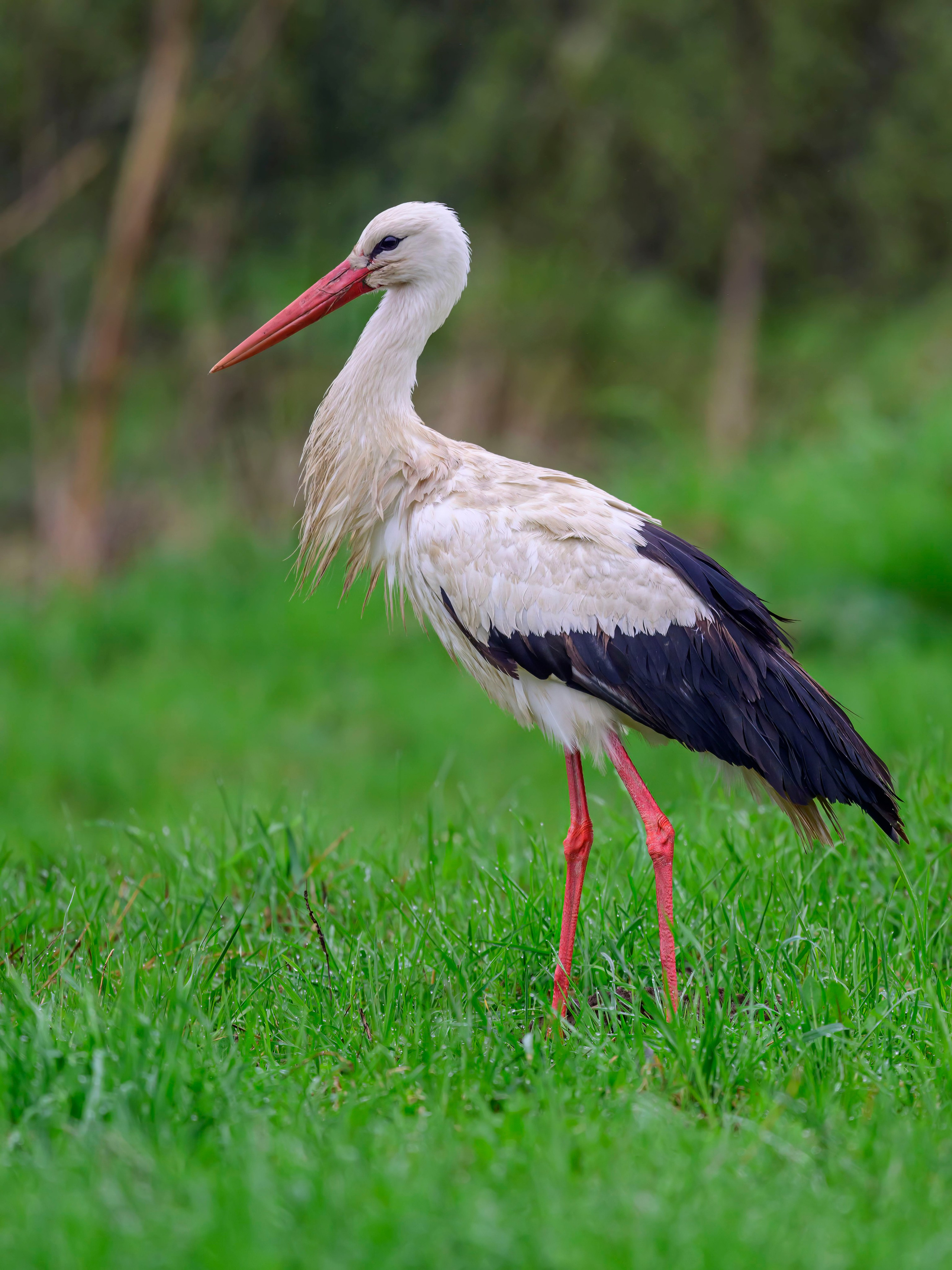 Аисты. Wildlife photography by Sergey Puponin